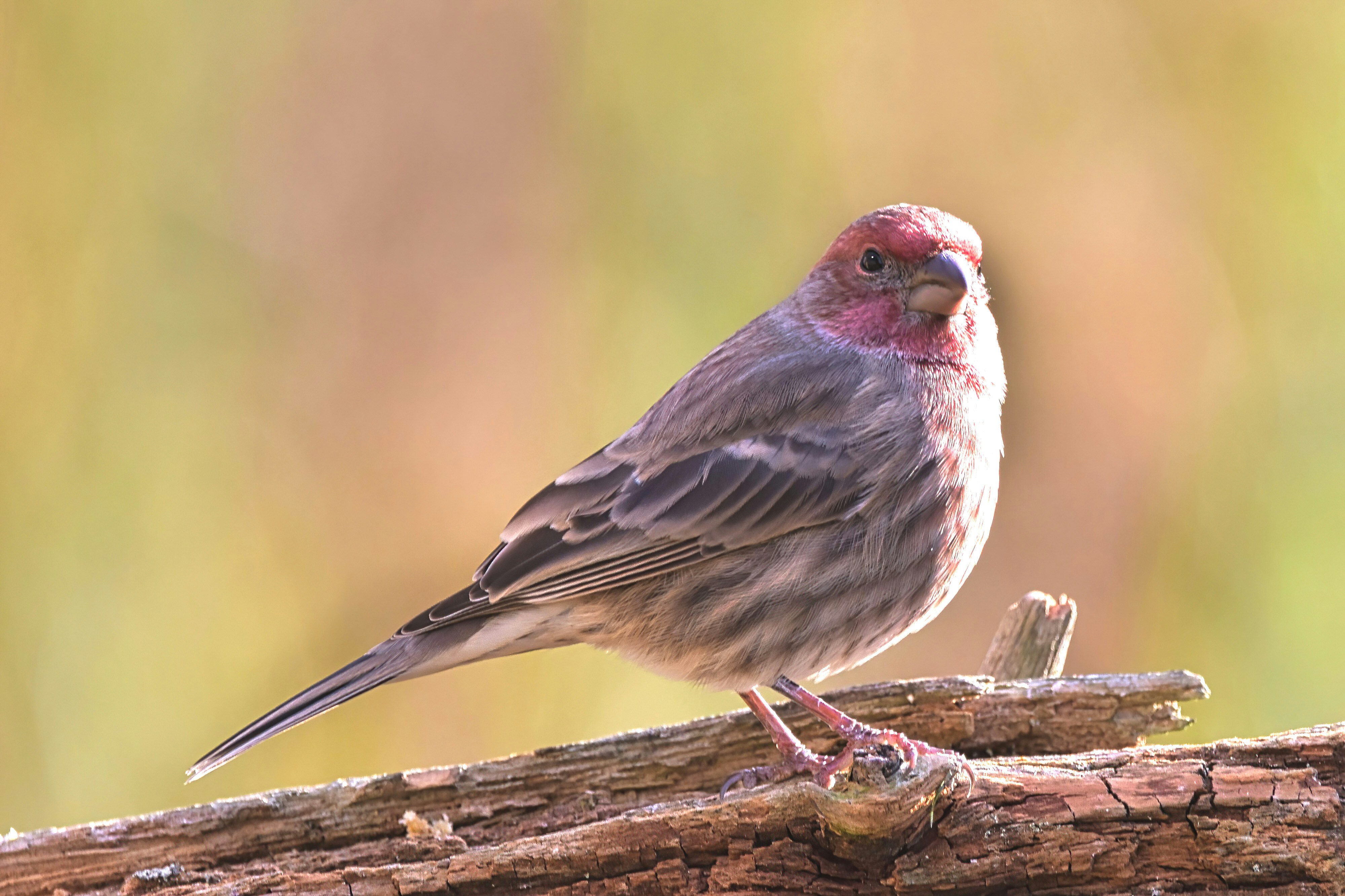 A small bird sitting on top of a tree branch