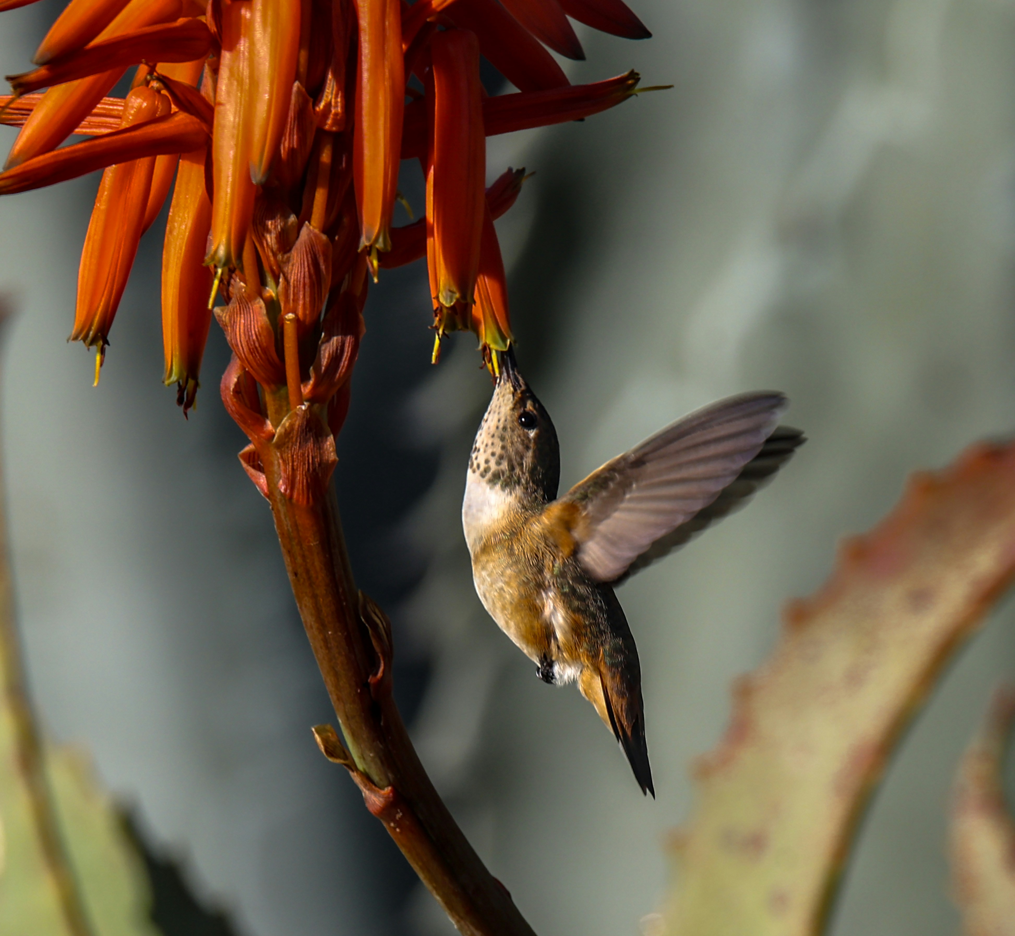 Image of someone applying cinnamon around a hummingbird feeder