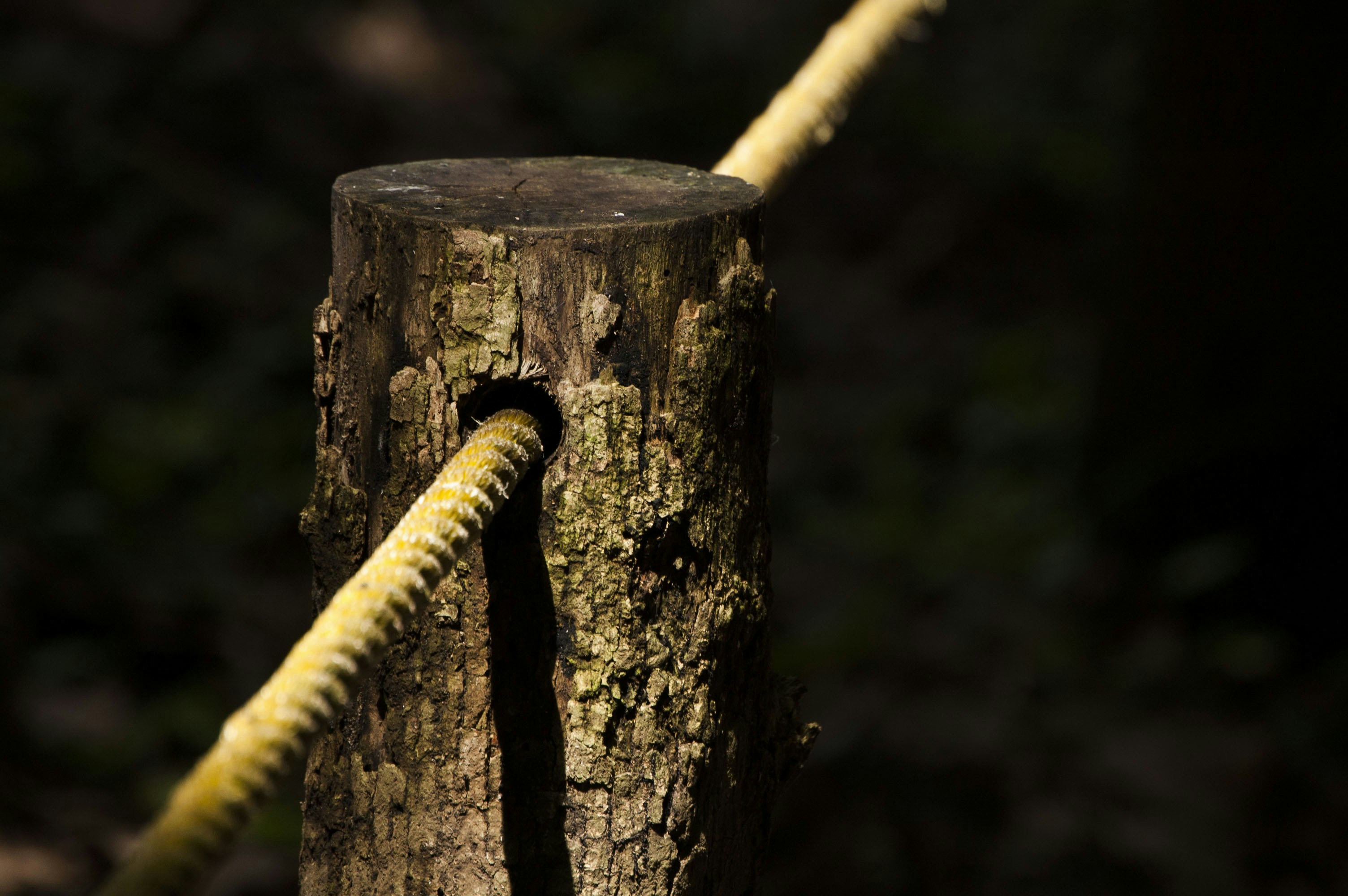 A close up of a tree stump with a rope attached to it