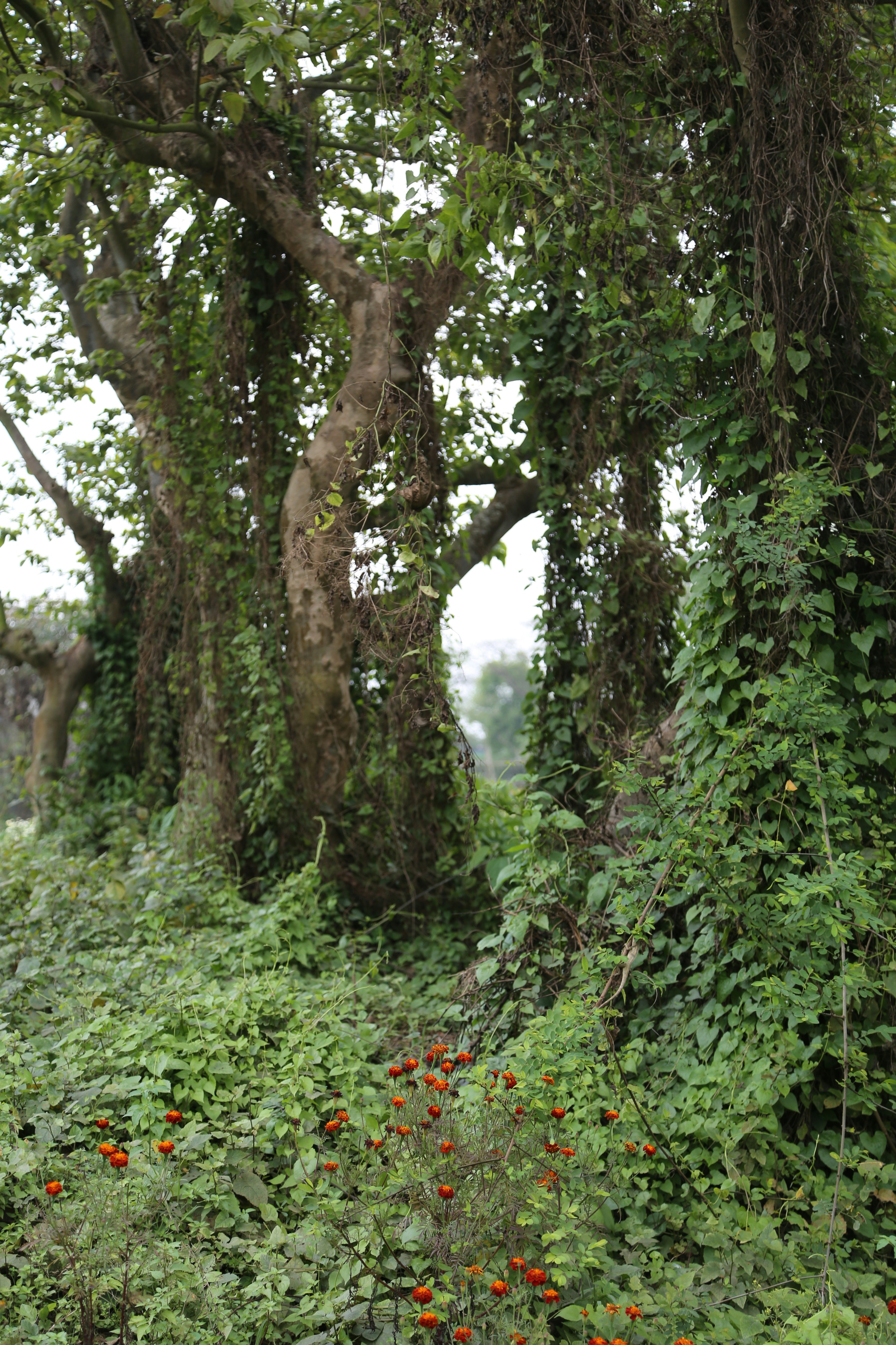 Photo by afnanpranto