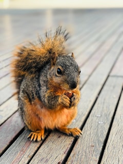 A squirrel sitting on top of a wooden floor