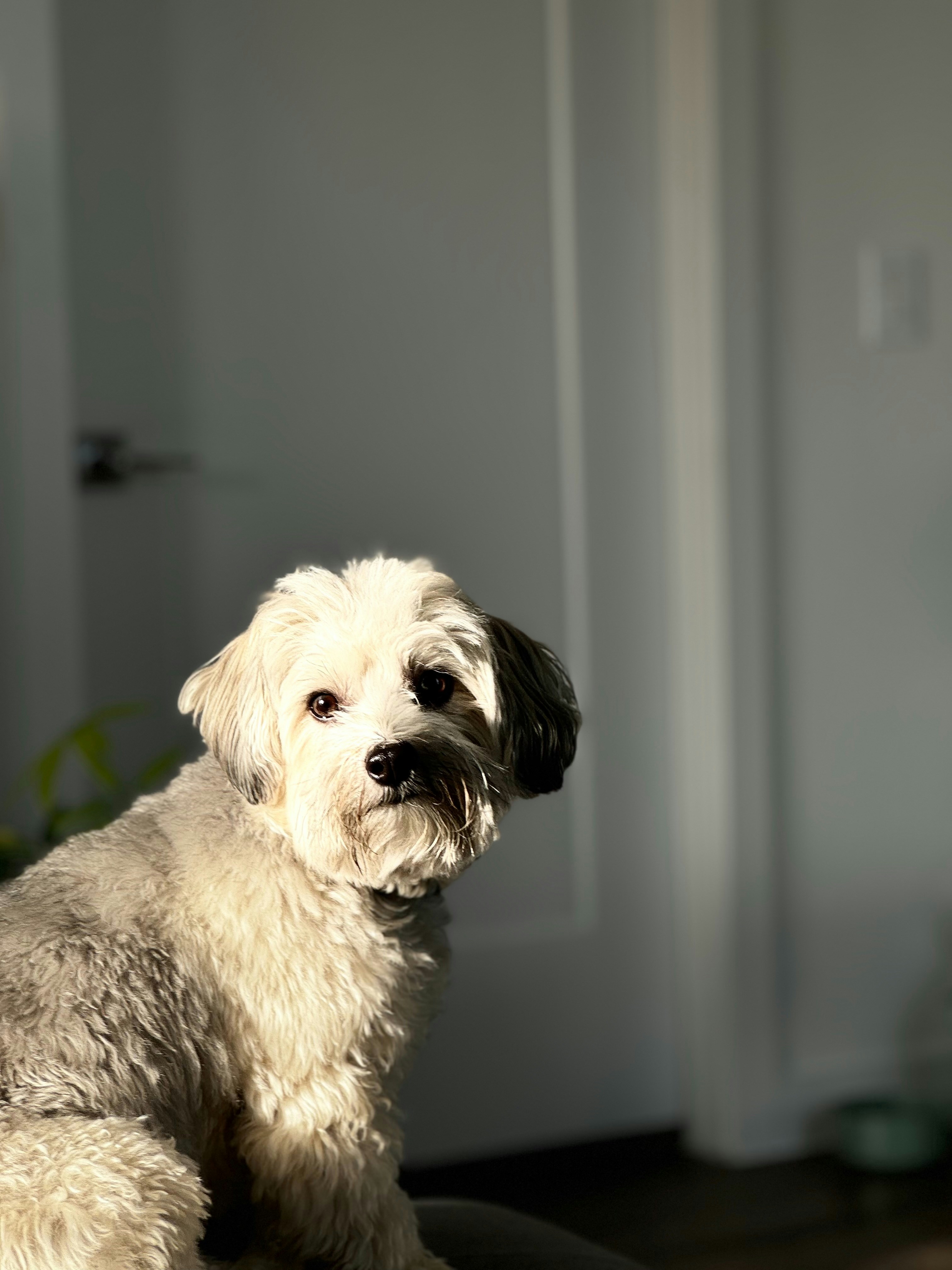 Un cane bianco seduto sopra una sedia