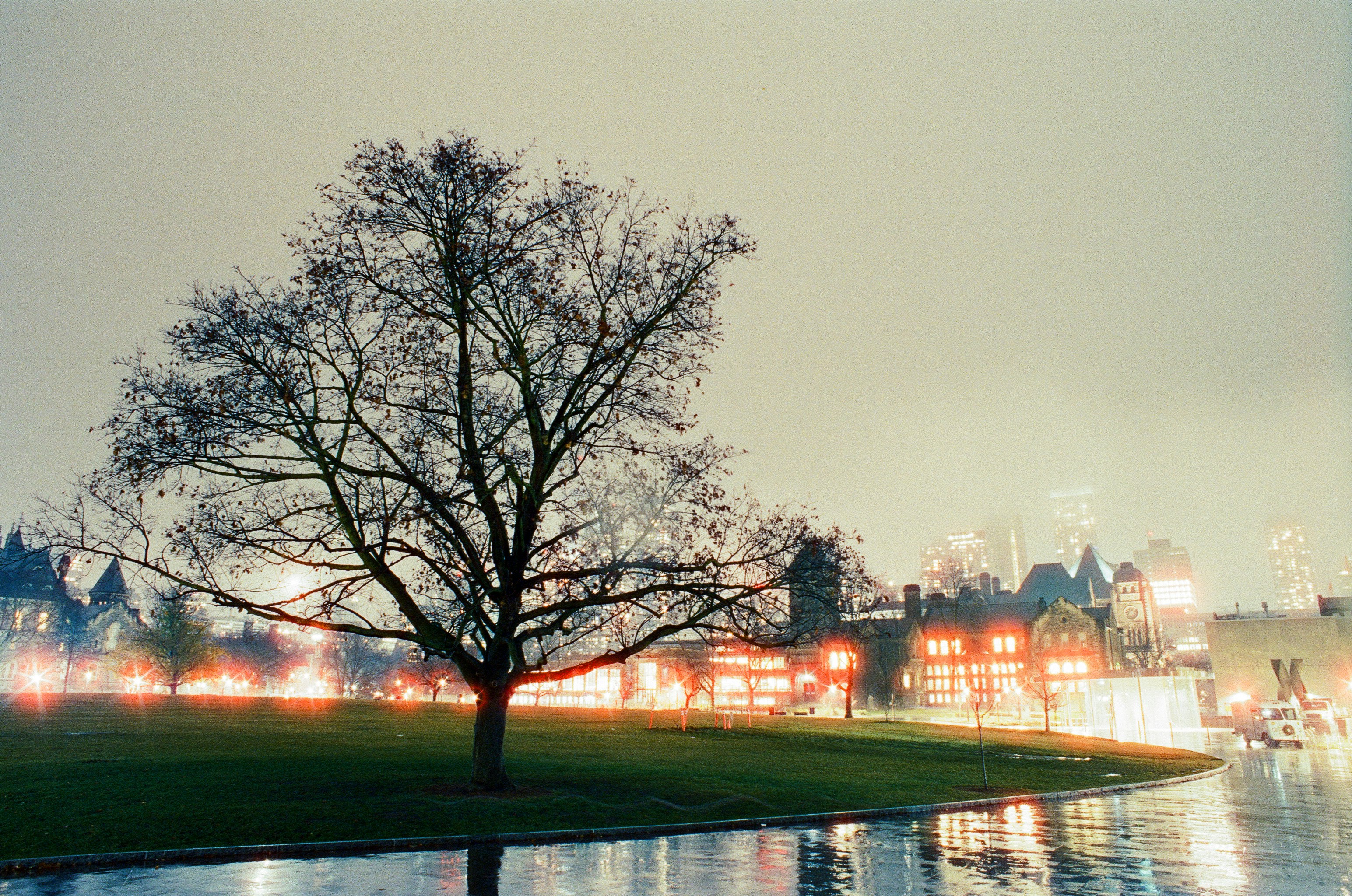 A tree in a park next to a body of water