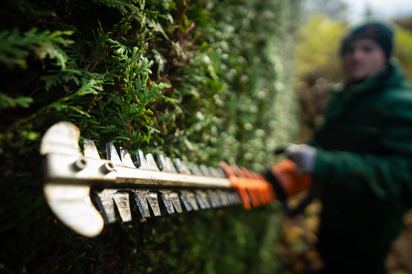 Herts Gardening trim large garden hedges