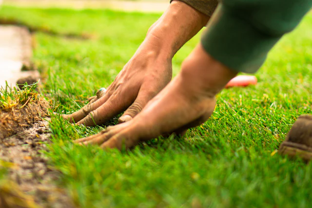 Landscaper laying a new lawn
