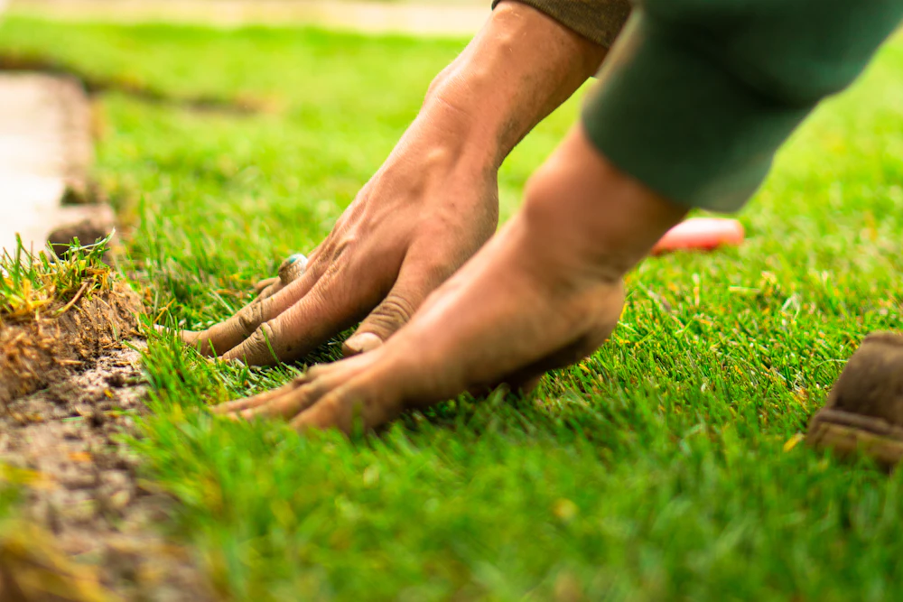 About Our Tree and Shrub Service