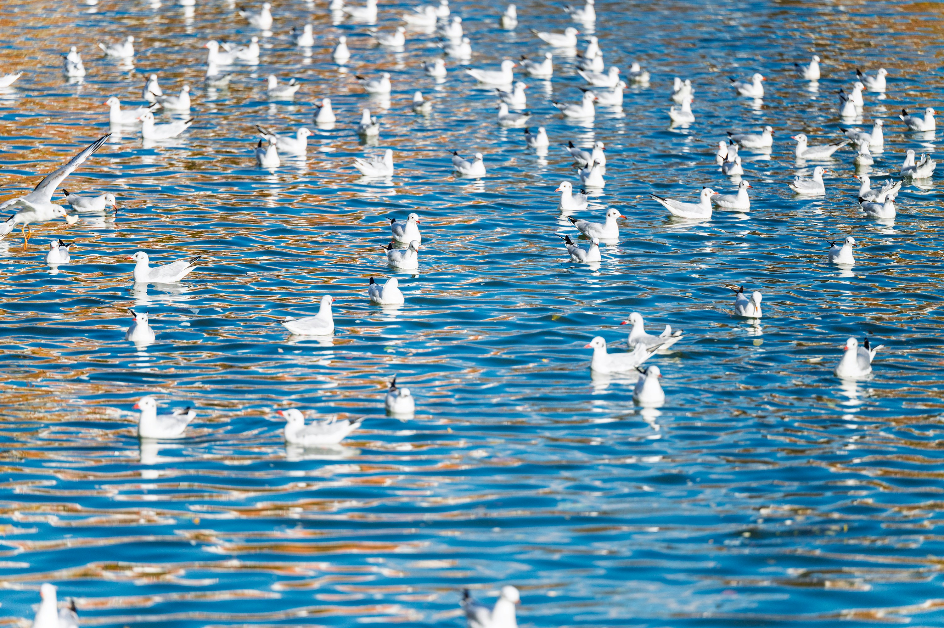 Photo by vincent_tint