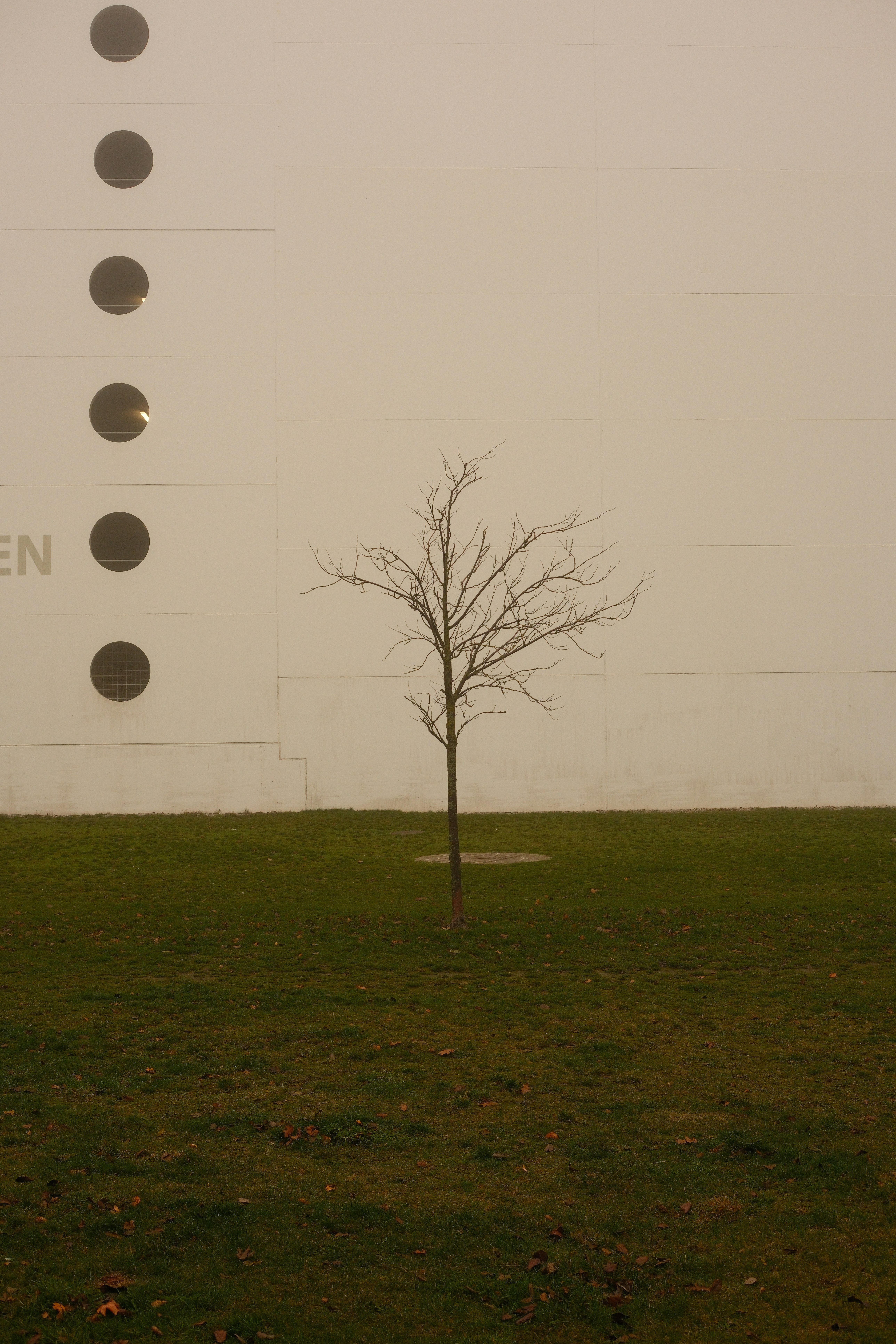 A tree in a field with a sign in the background