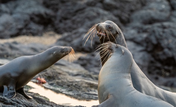 California Sea Lion basking on rocks