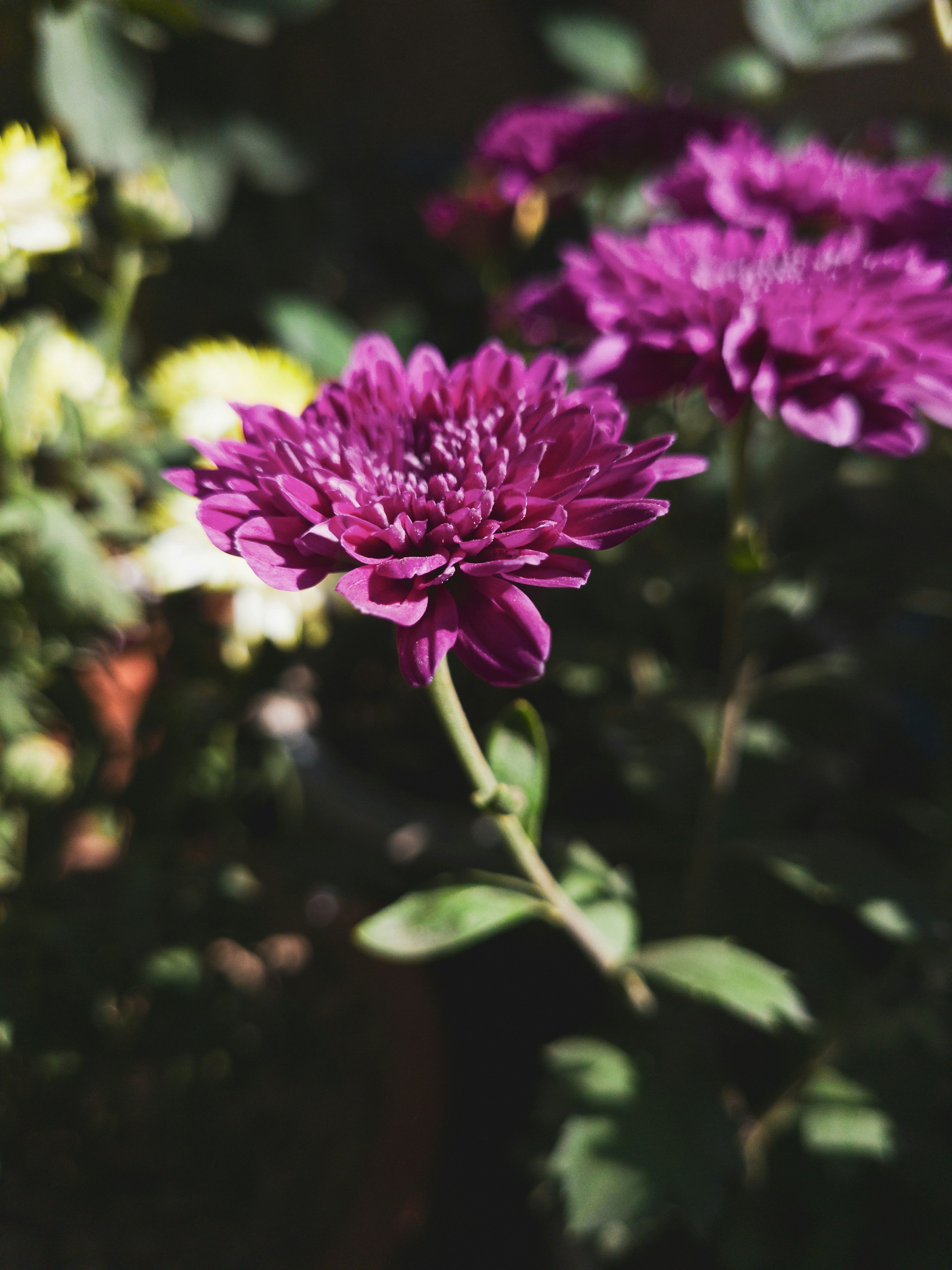 A close up of purple flowers in a garden