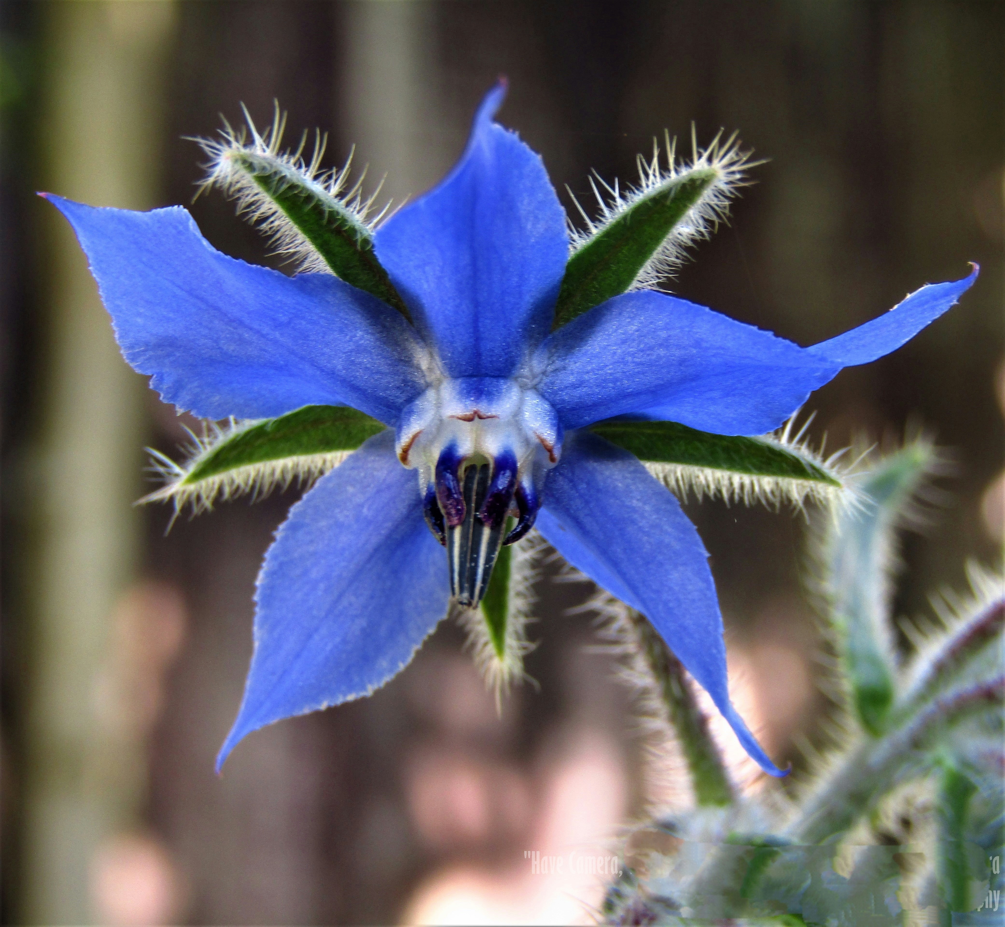 Bunga biru dengan daun hijau dan latar belakang buram