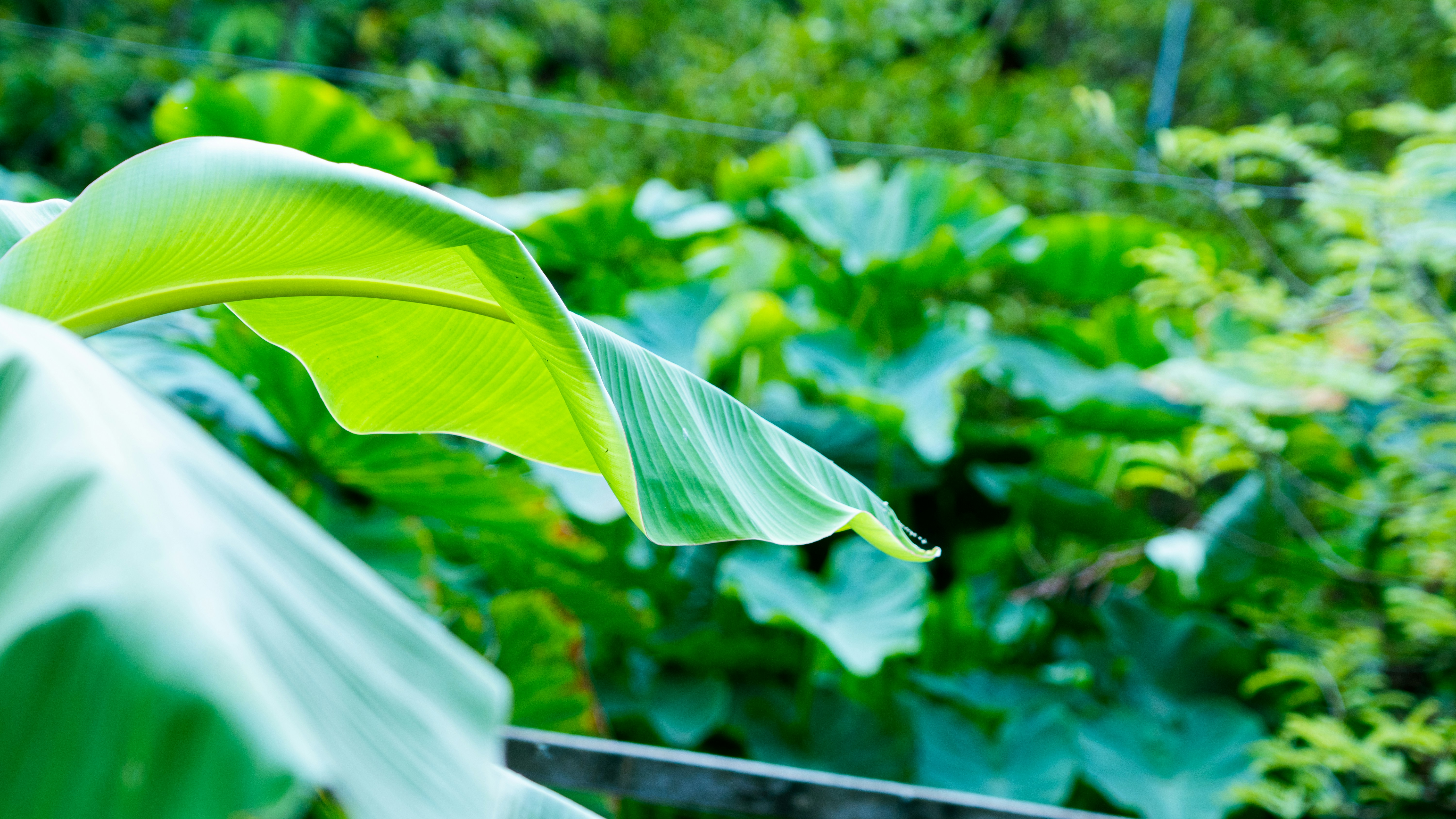 A lush green forest filled with lots of leaves