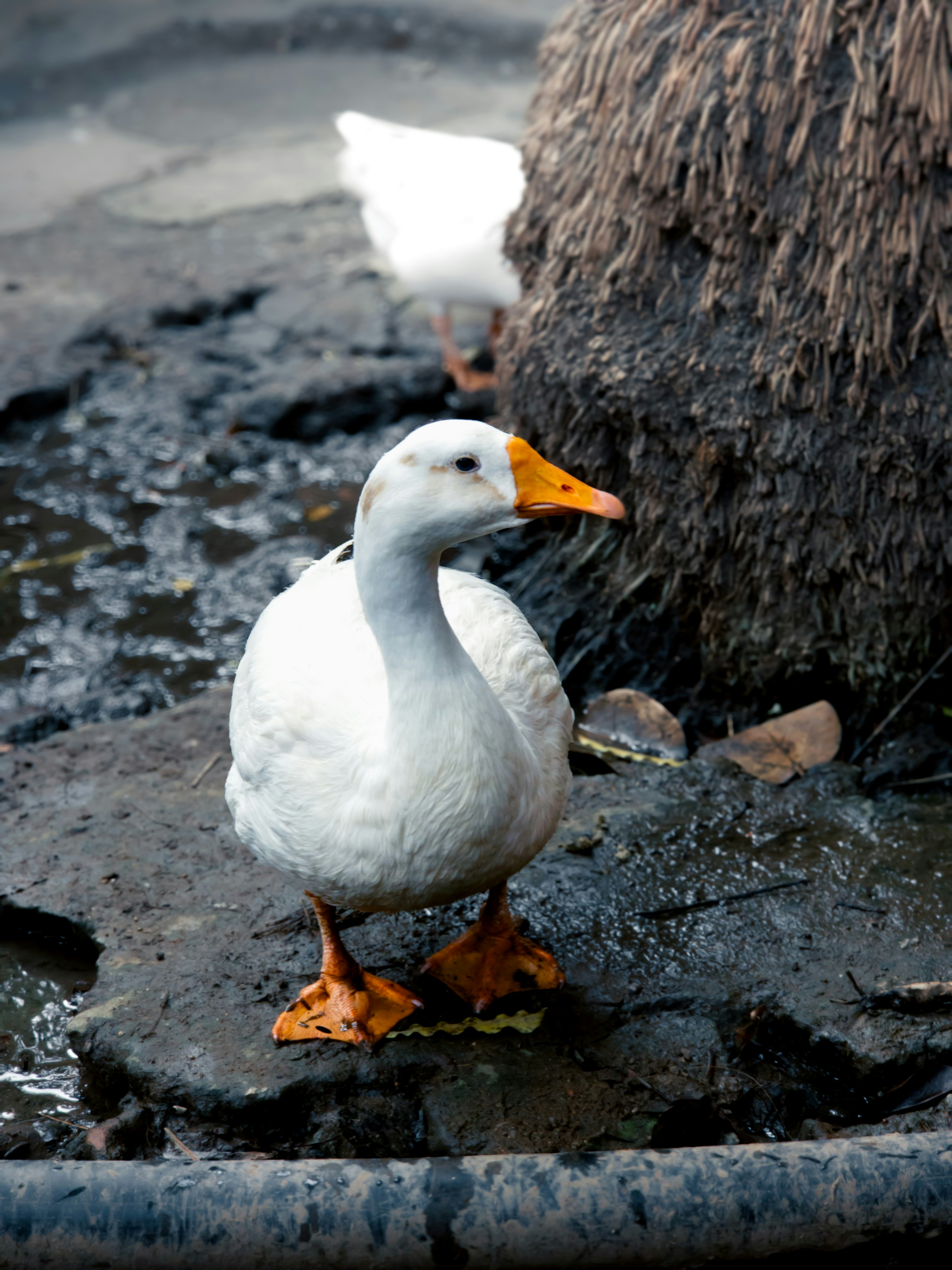 Photo by karan_suthar_