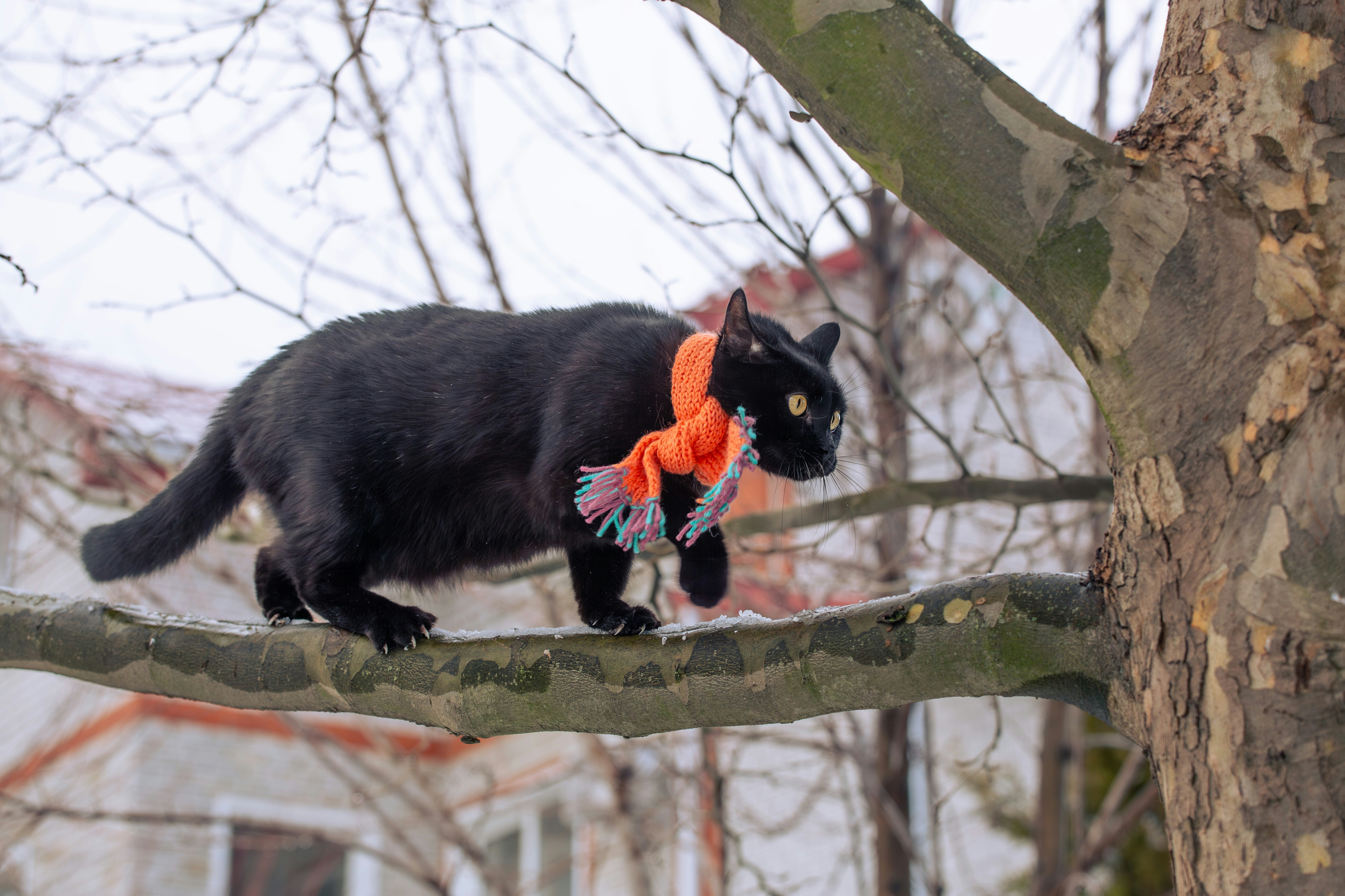 A black cat walking on a tree branch