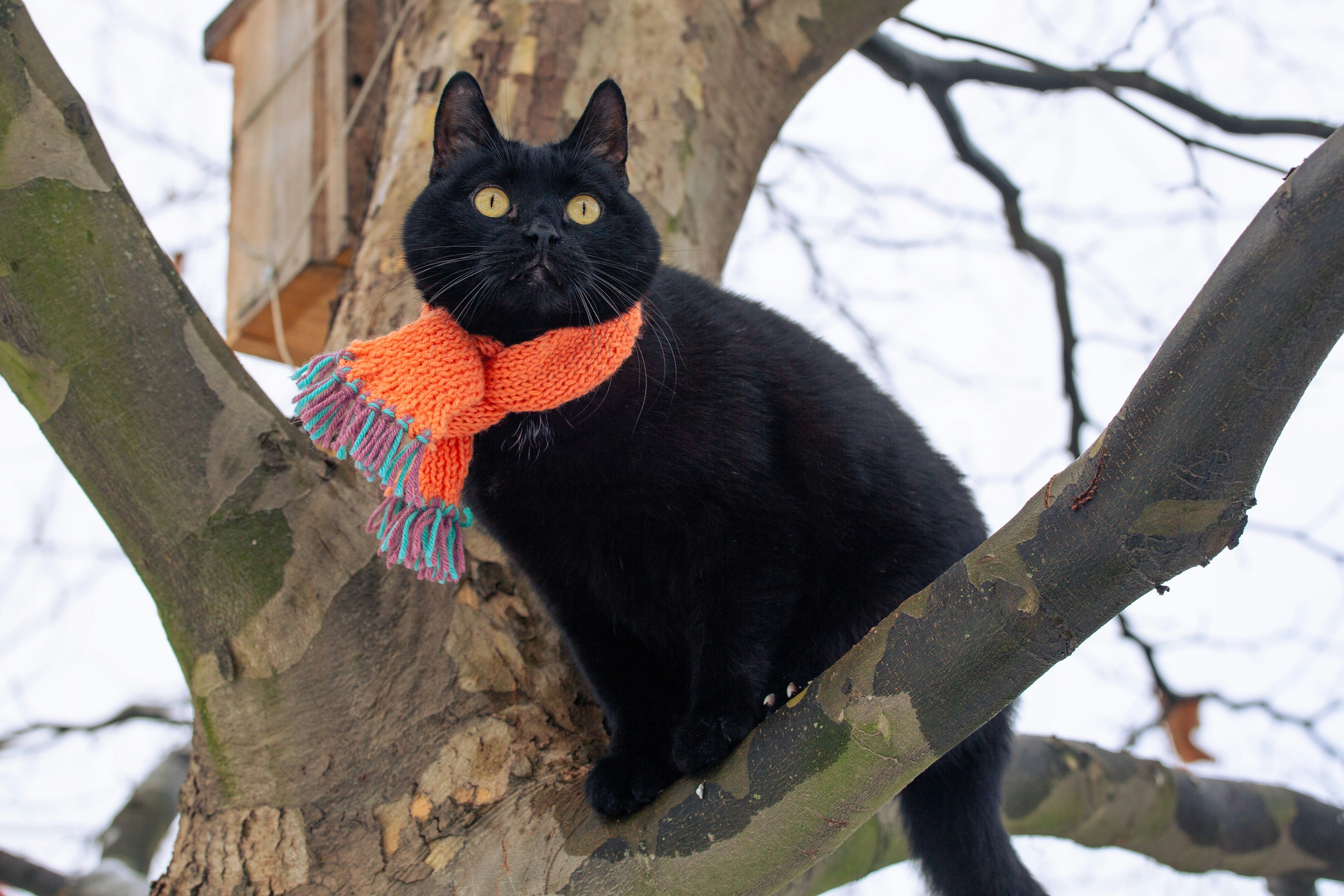 A black cat sitting in a tree wearing a scarf