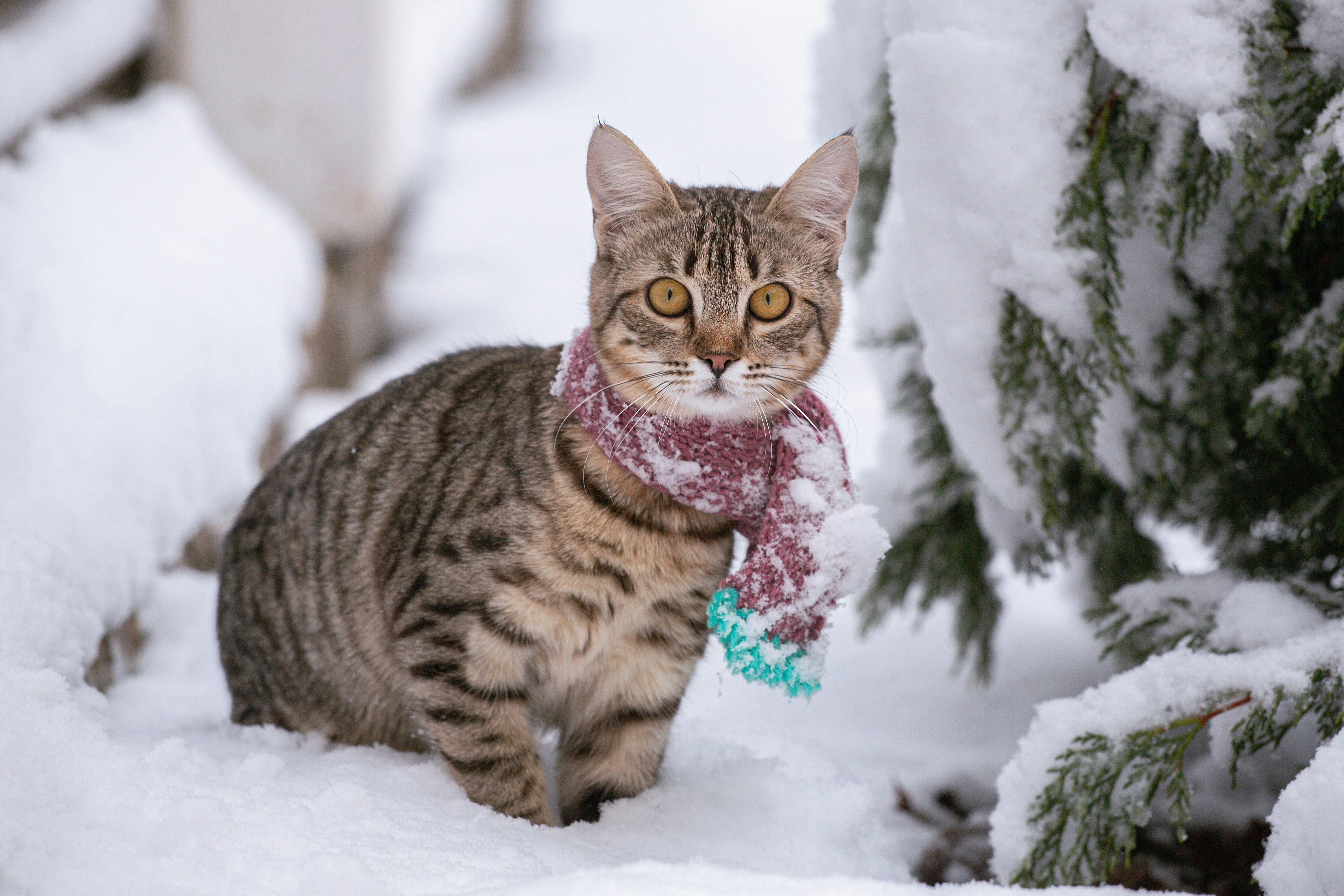 Cats and Cold Weather: Get Ready for Winter