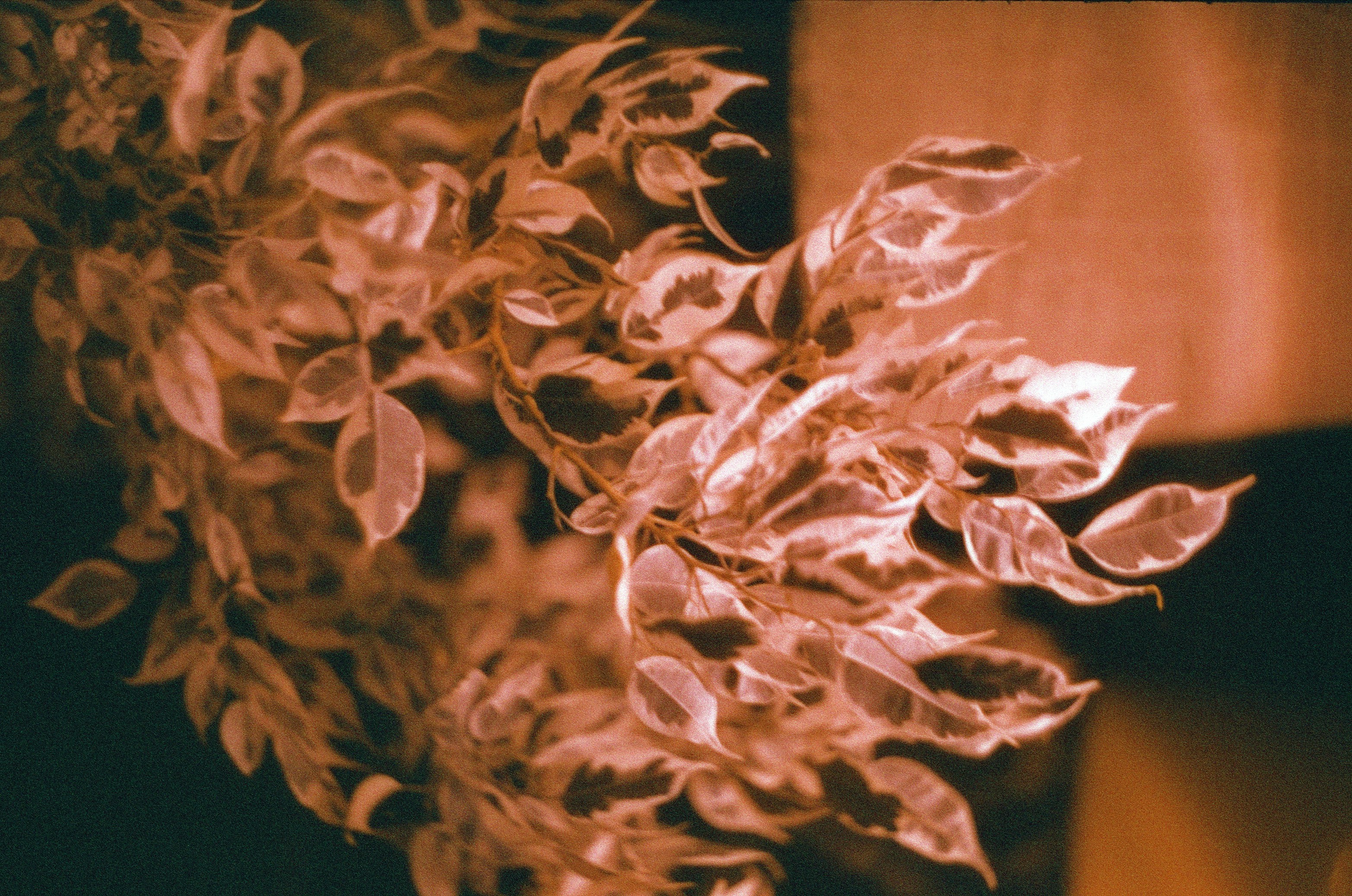 Photo by nikkoz_design