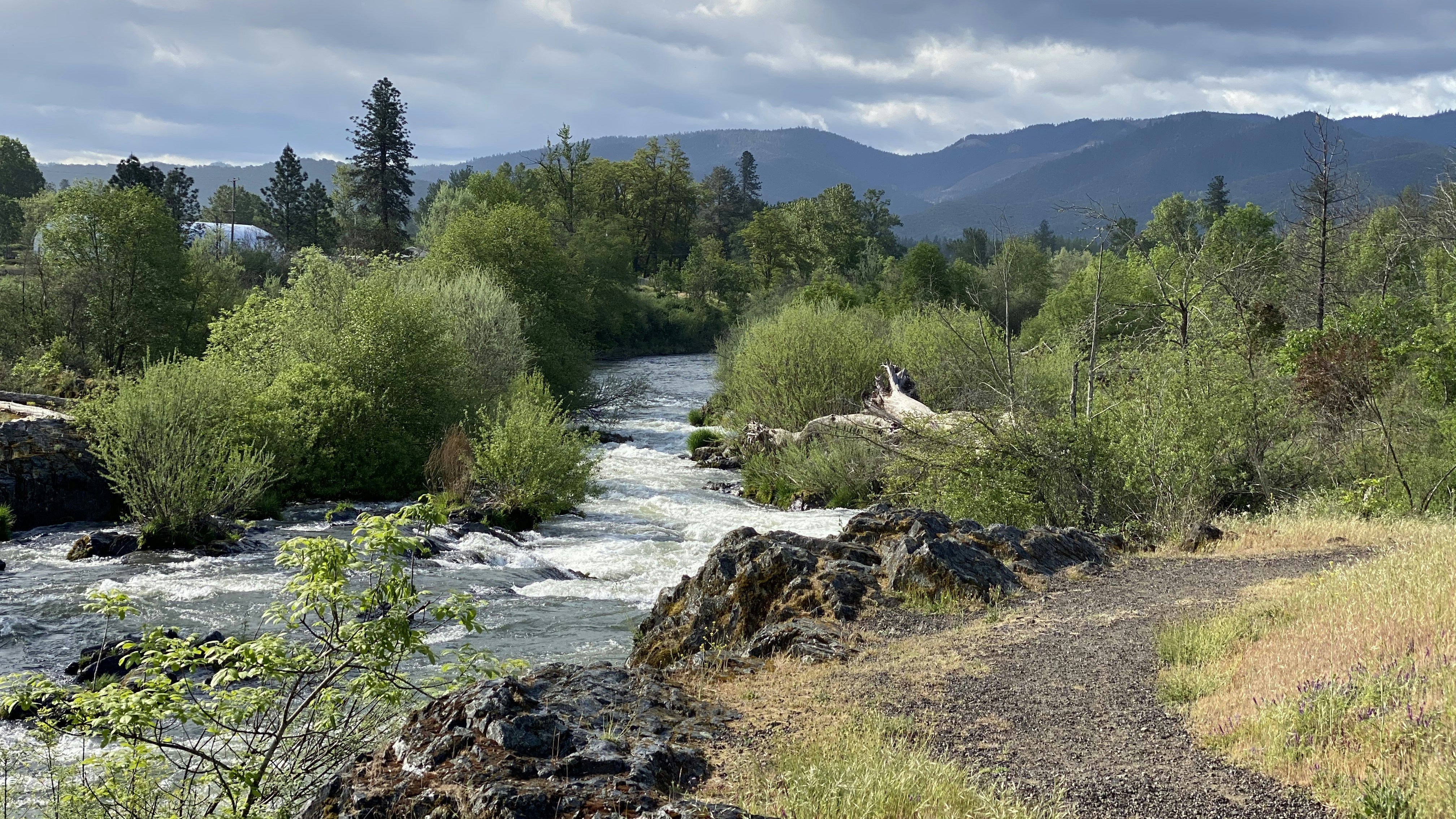A river running through a lush green forest