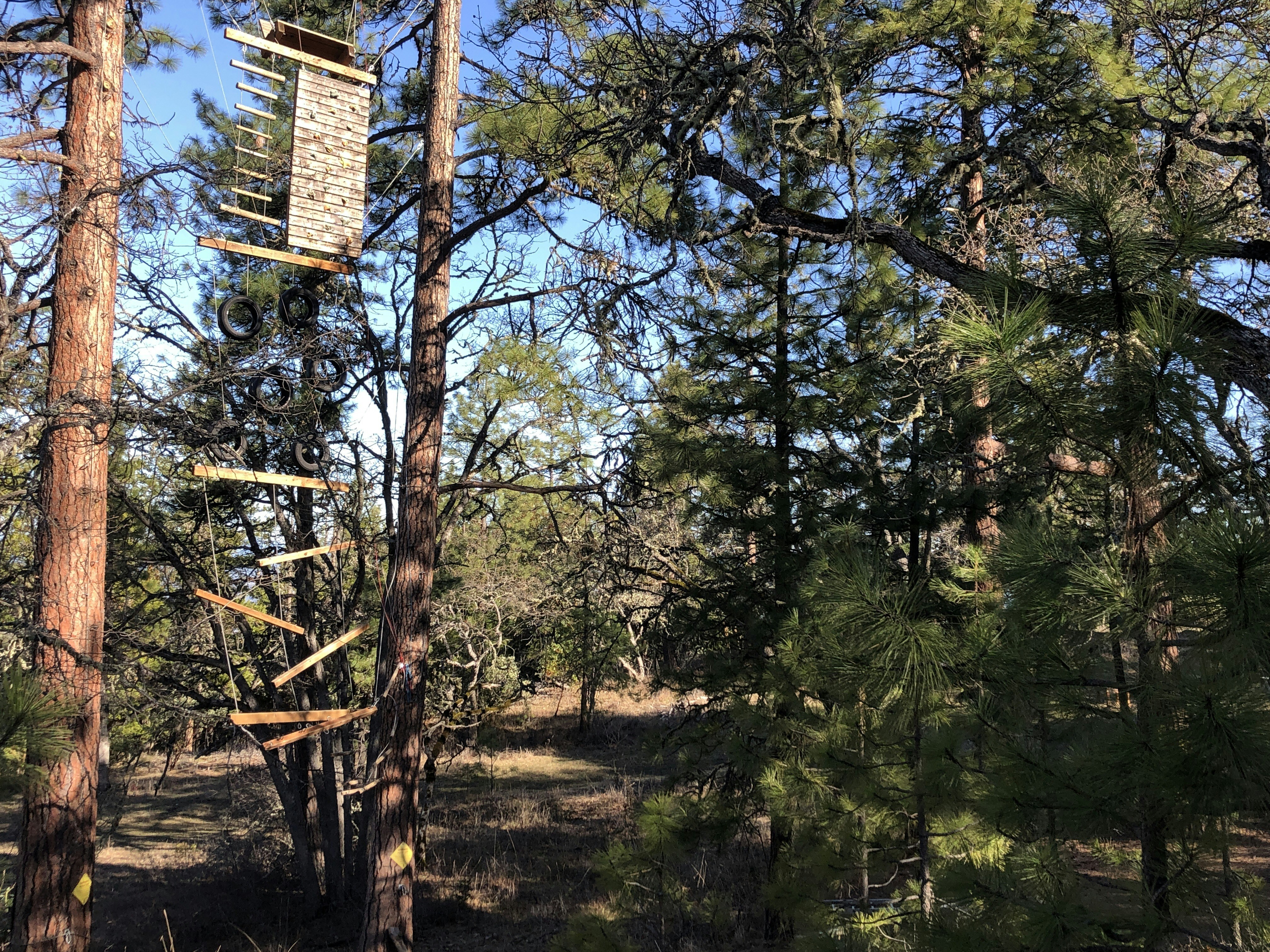 A bird feeder in the middle of a forest