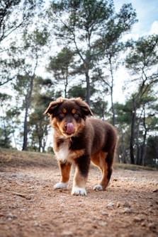 A brown and white dog standing on top of a dirt field