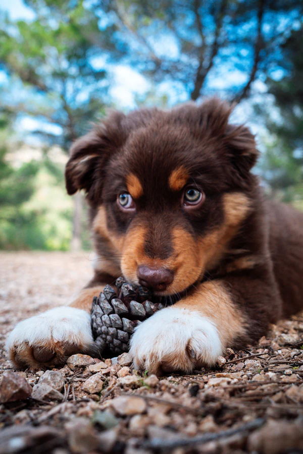 A black tri puppy chewing a pine cone