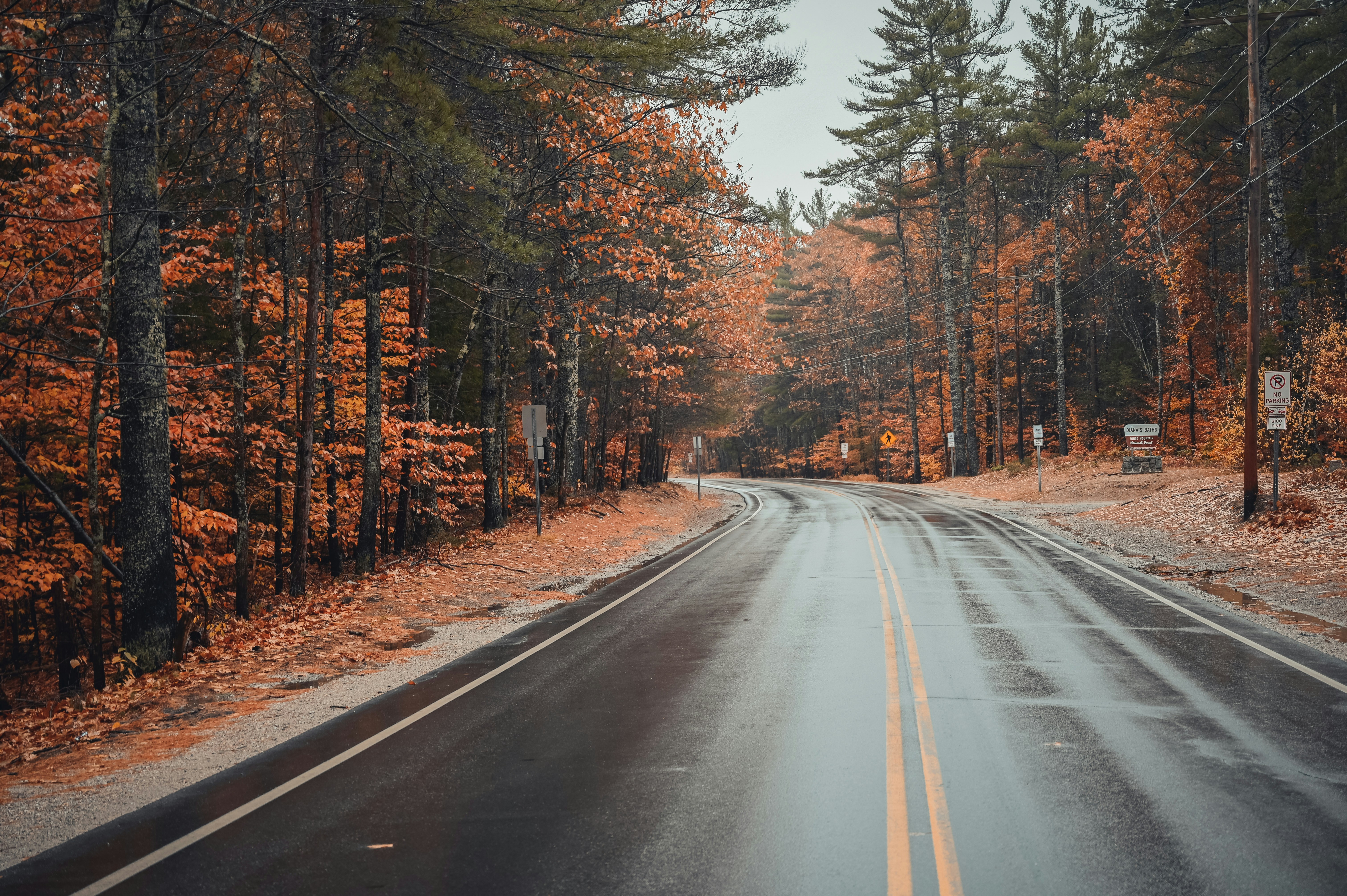 An empty road surrounded by trees in the fall