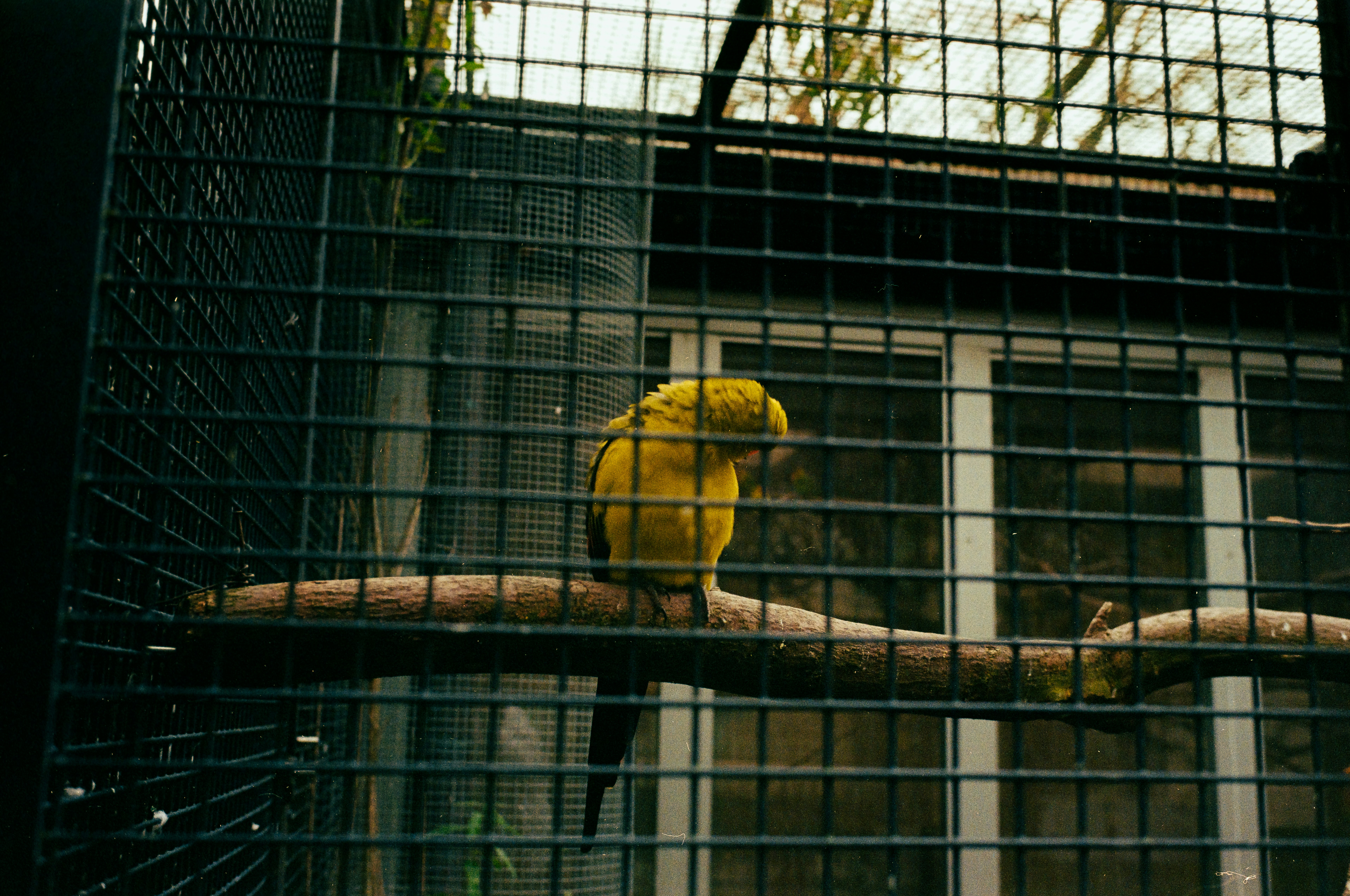 A yellow bird sitting on a tree branch in a cage