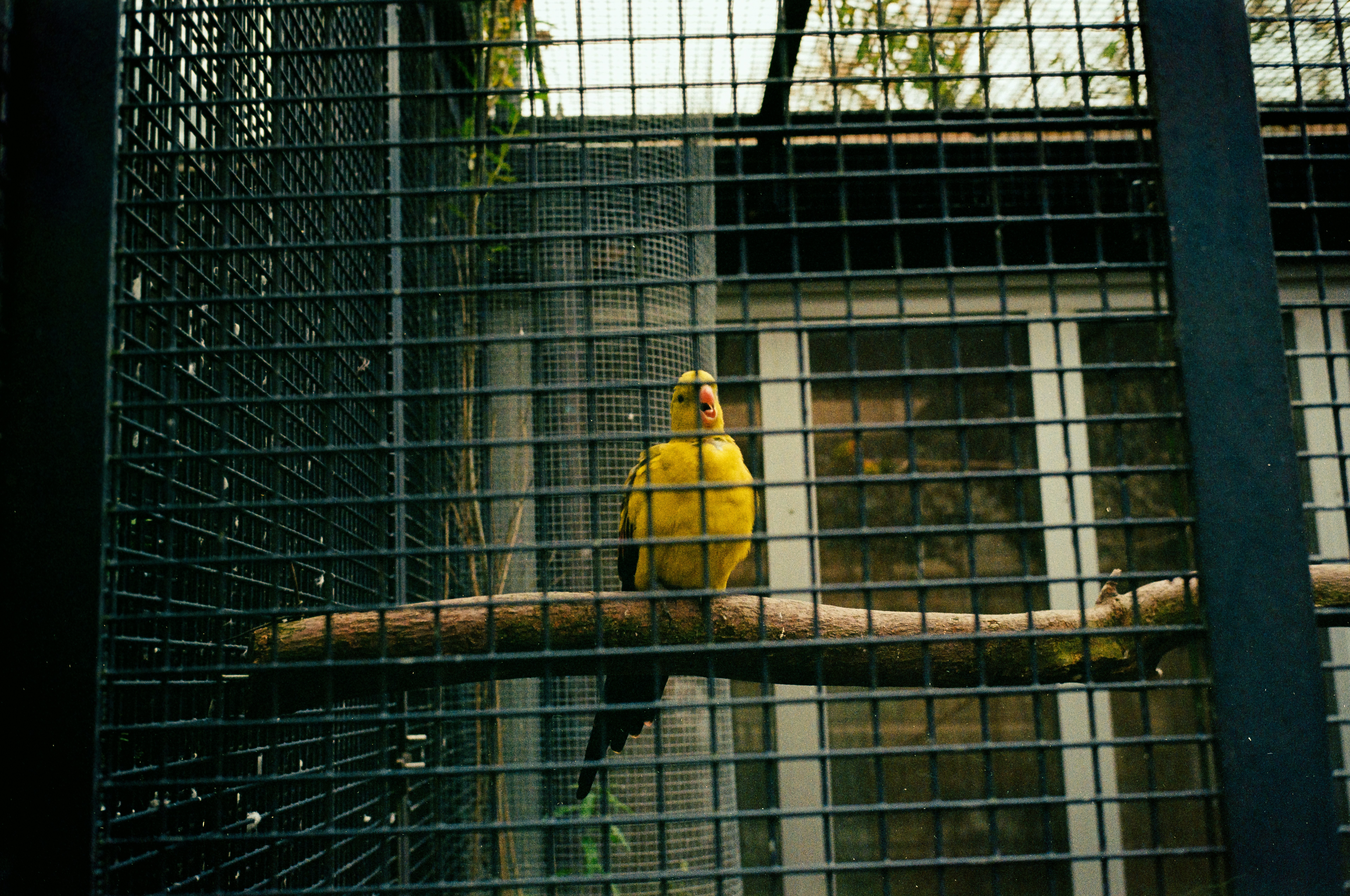 Stop image for Miami to Key West: 3-Day Budget-Friendly Adventure - A yellow bird sitting on top of a tree branch in a cage -  in Florida Keys, South Florida - Photo by Tim Meyer on Unsplash