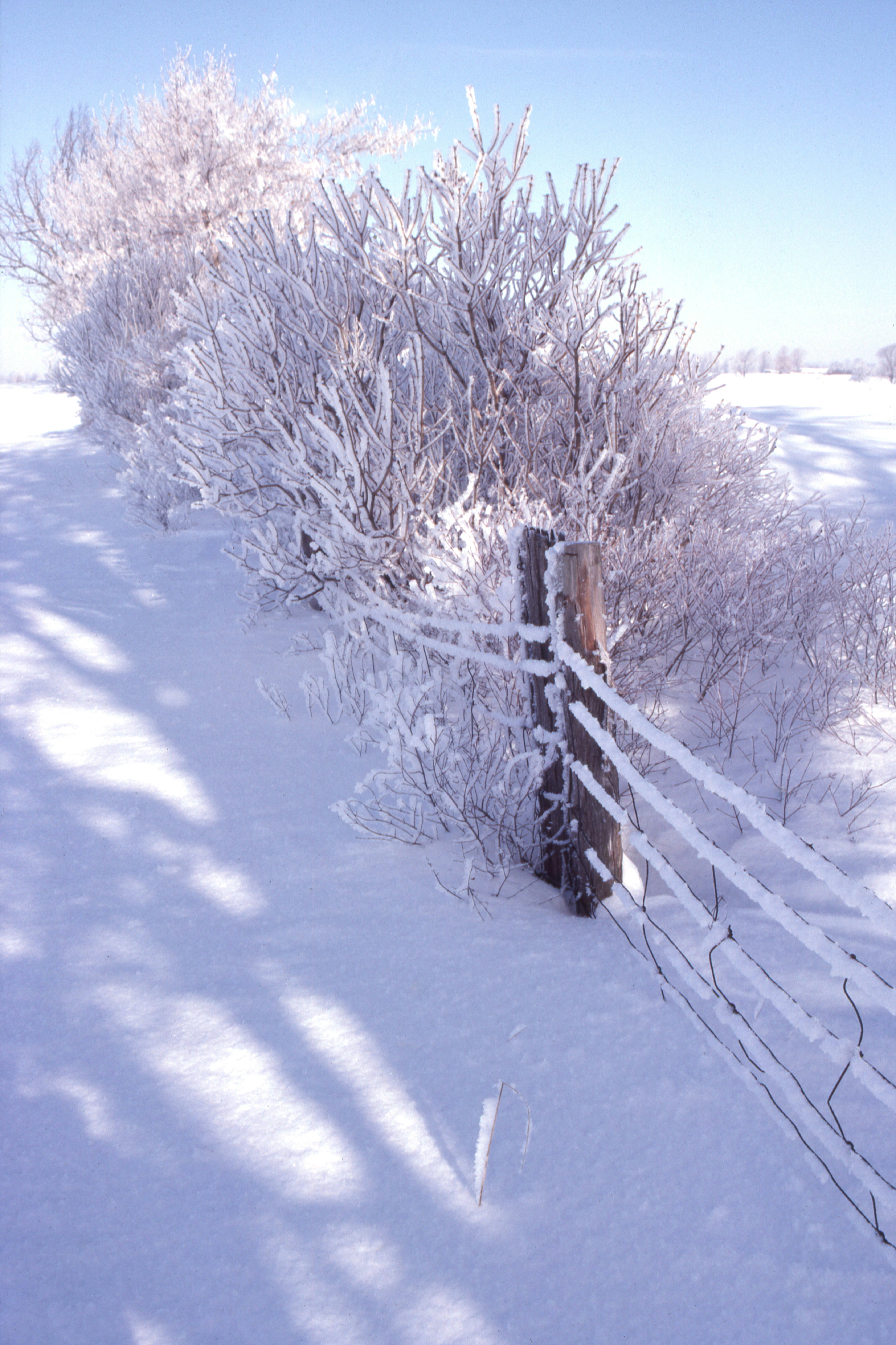 A snow covered field with a fence and trees