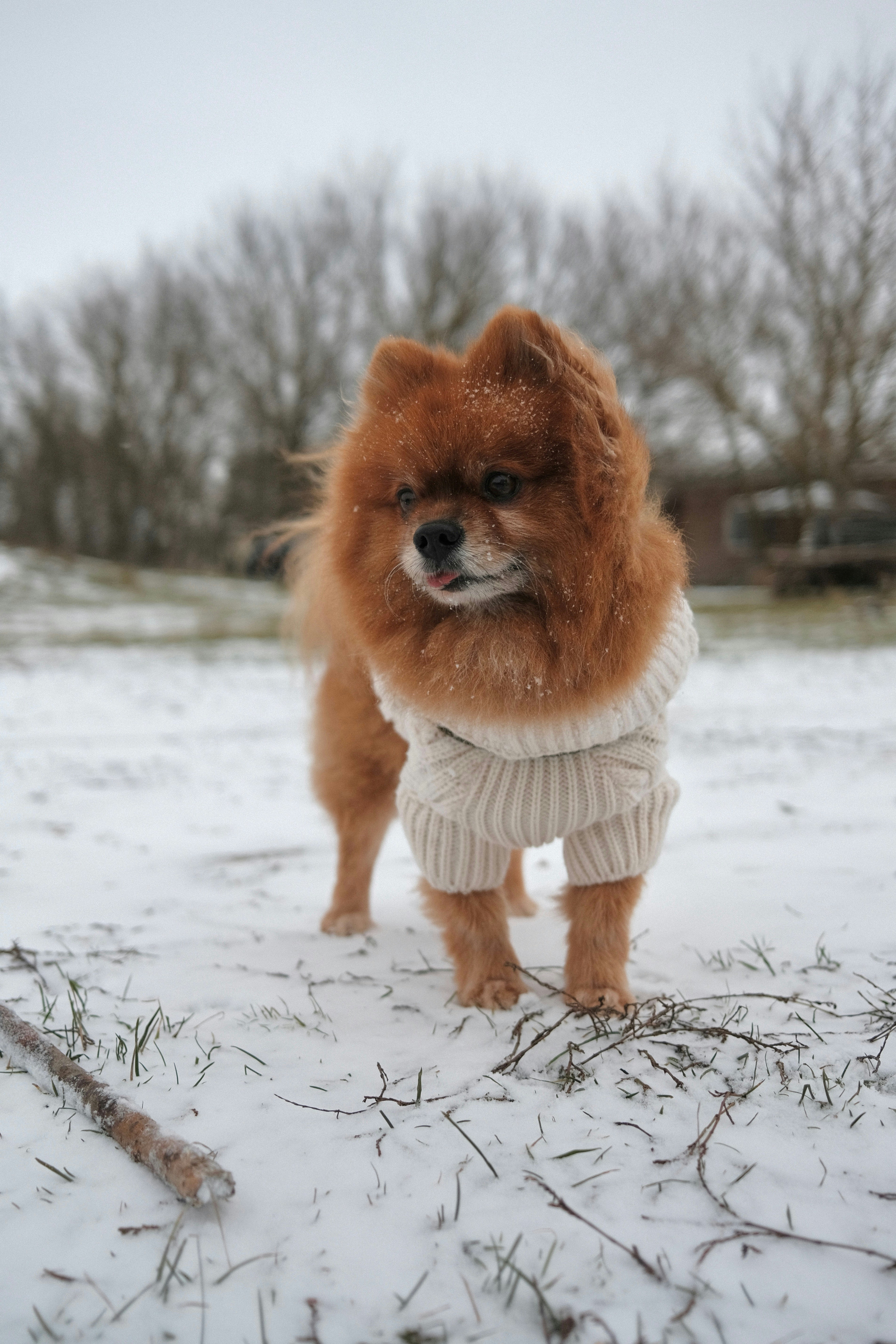 Um pequeno cachorro marrom vestindo um suéter na neve