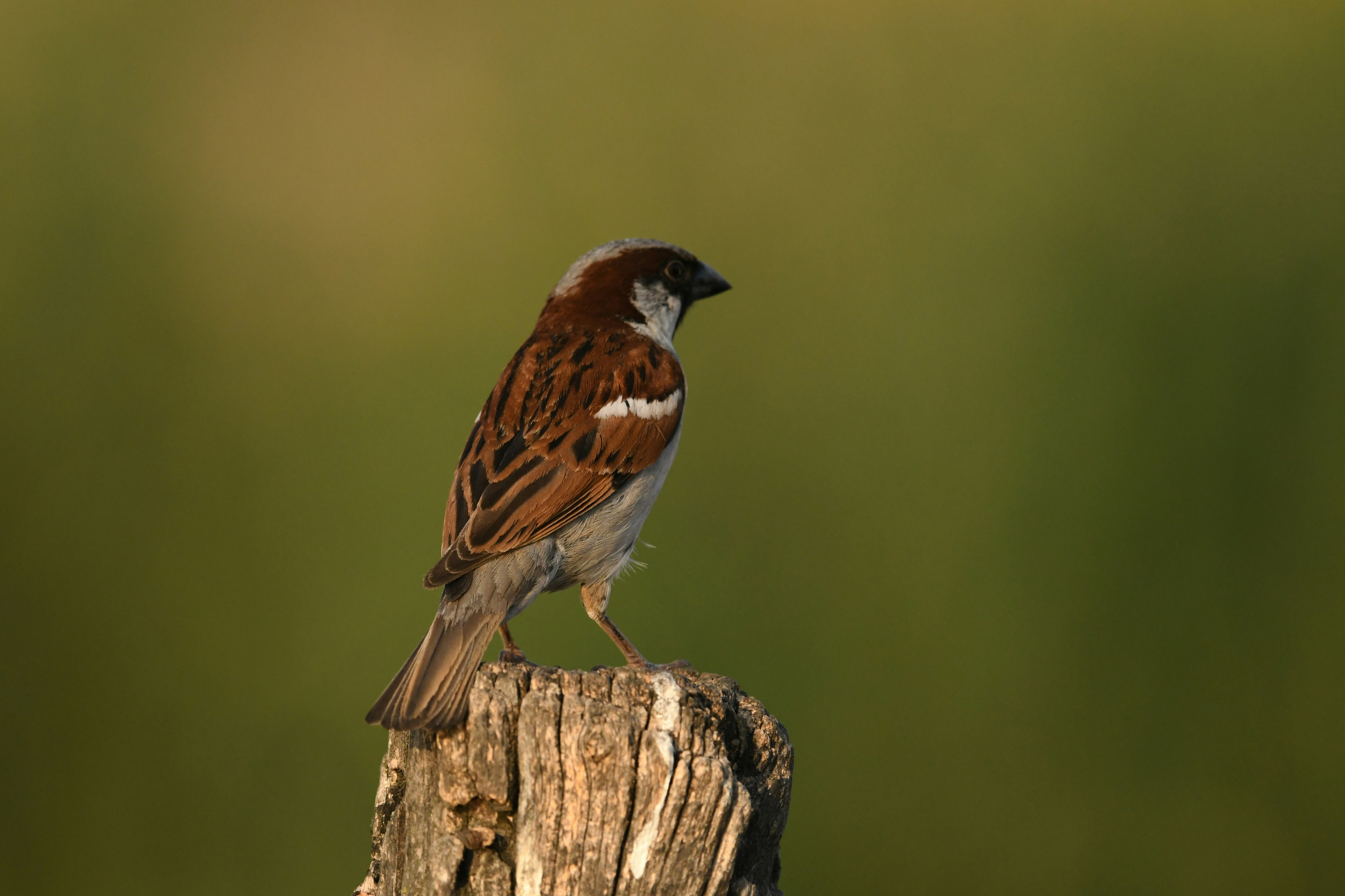 Photo by shijinkamalon