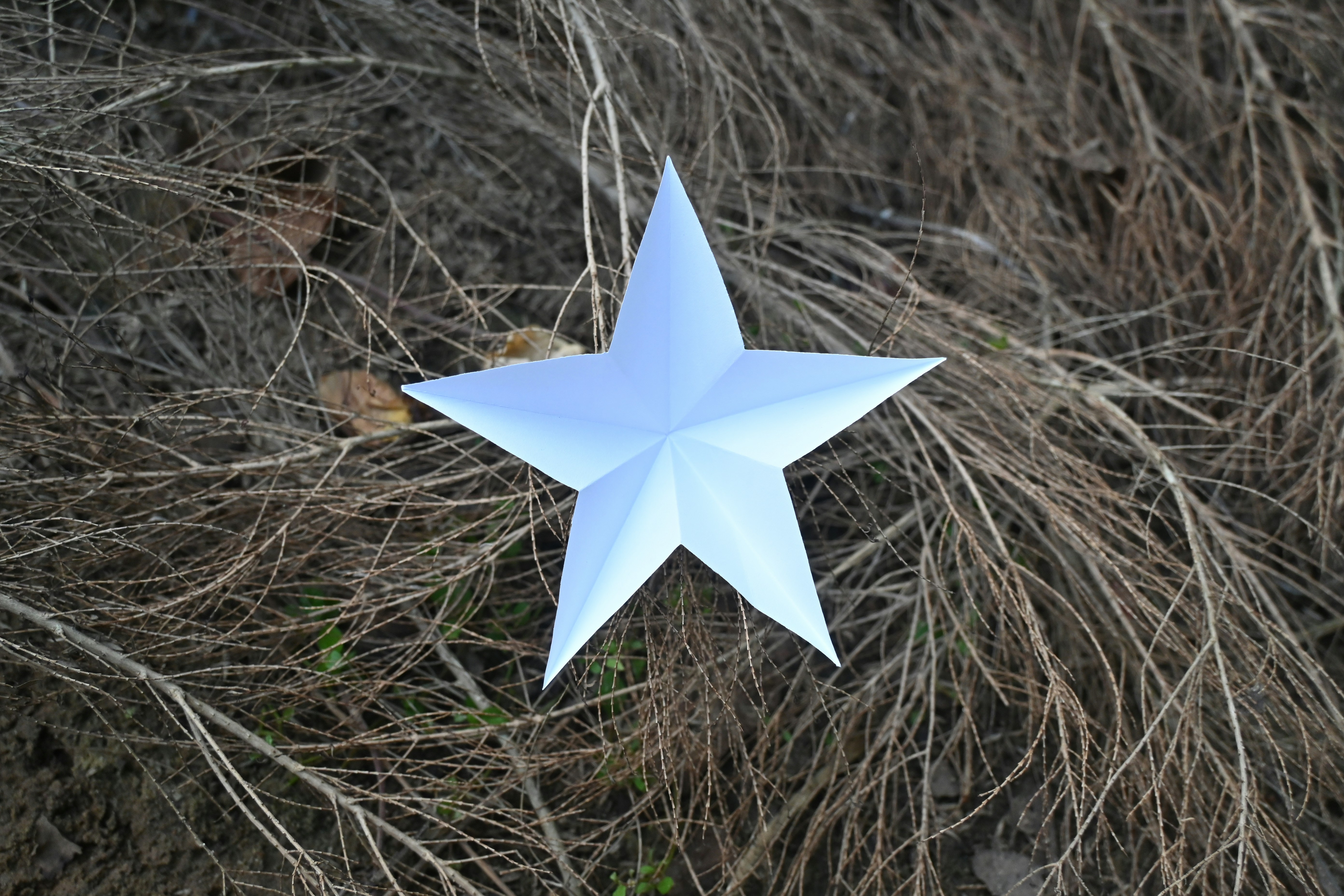 Christmas star