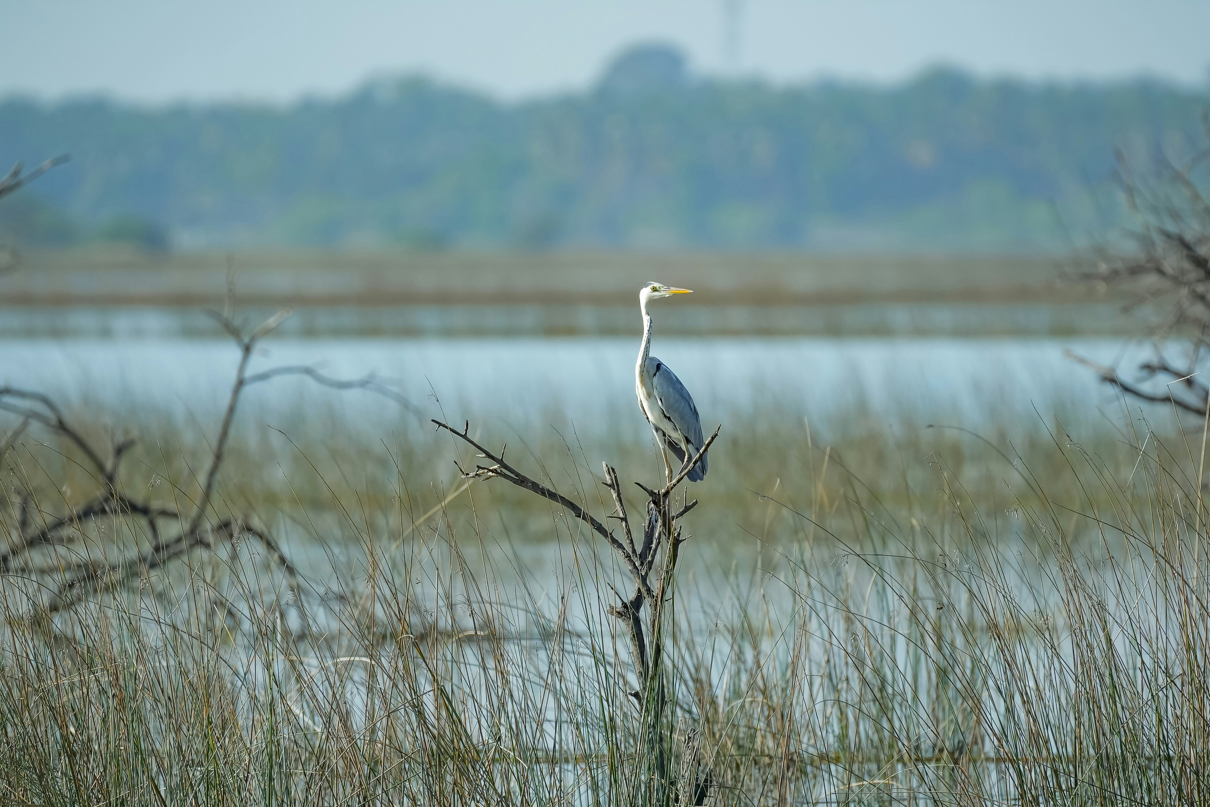 Photo by shijinkamalon