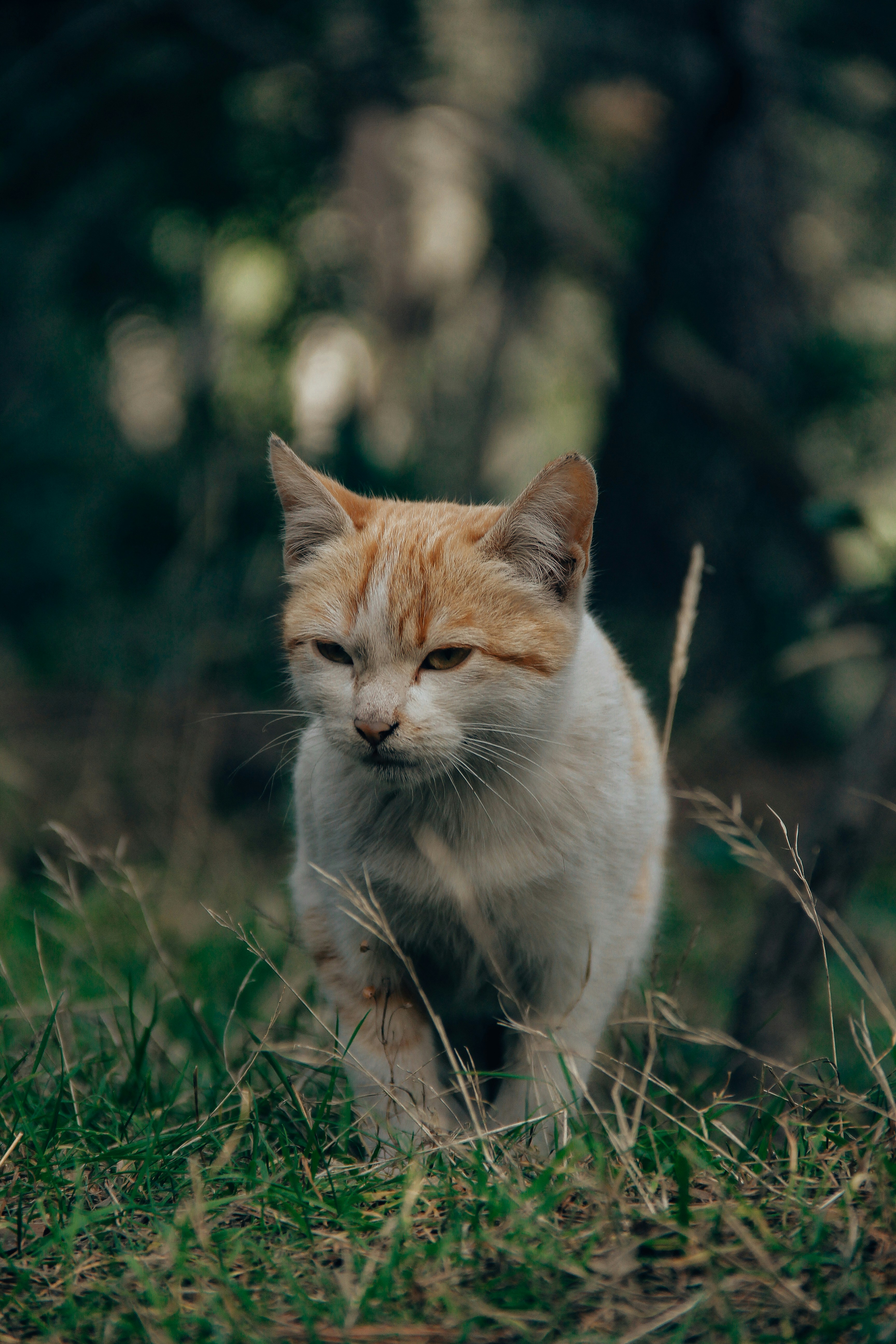 An orange and white cat walking through the grass