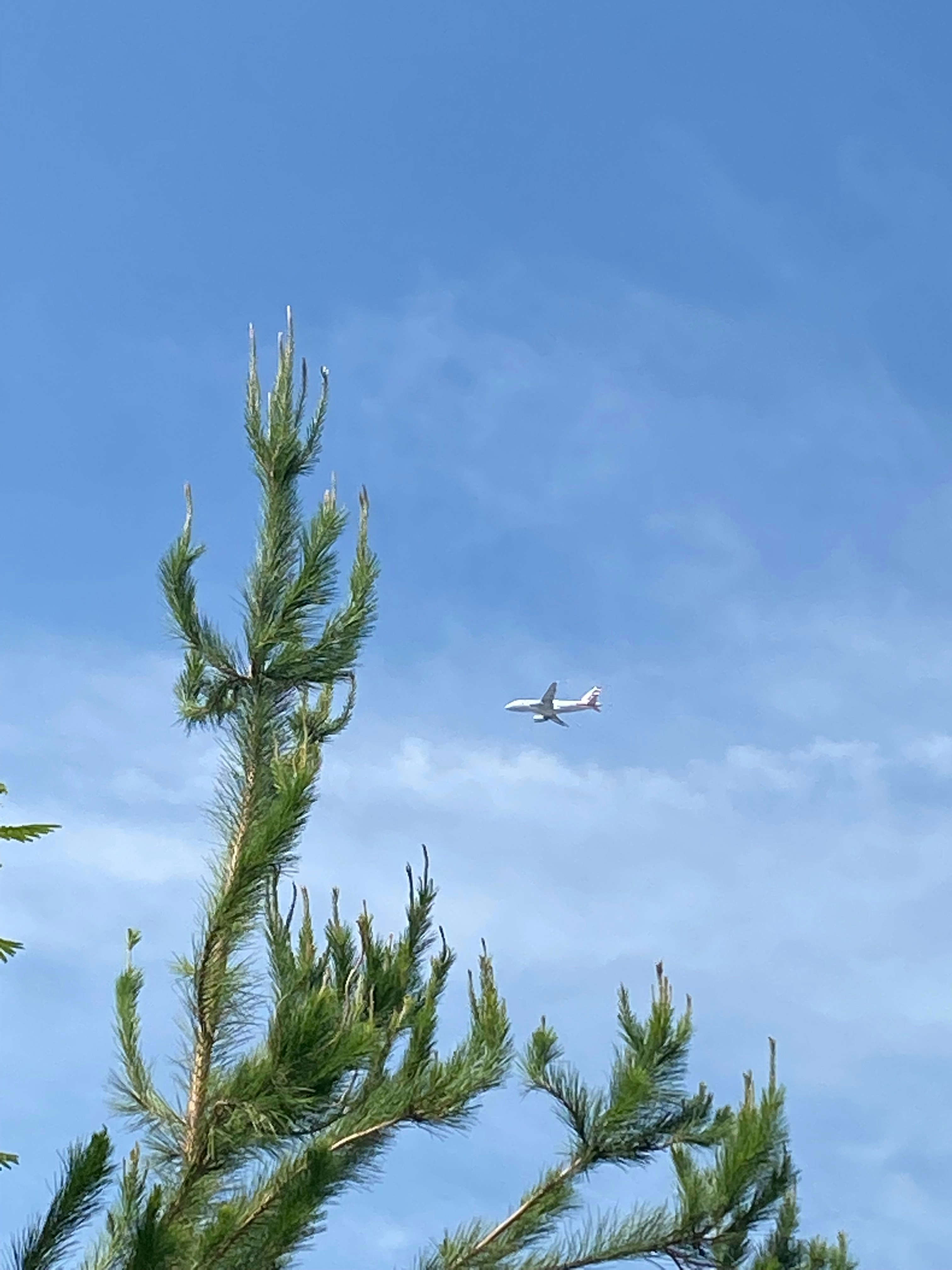 An airplane is flying over a pine tree