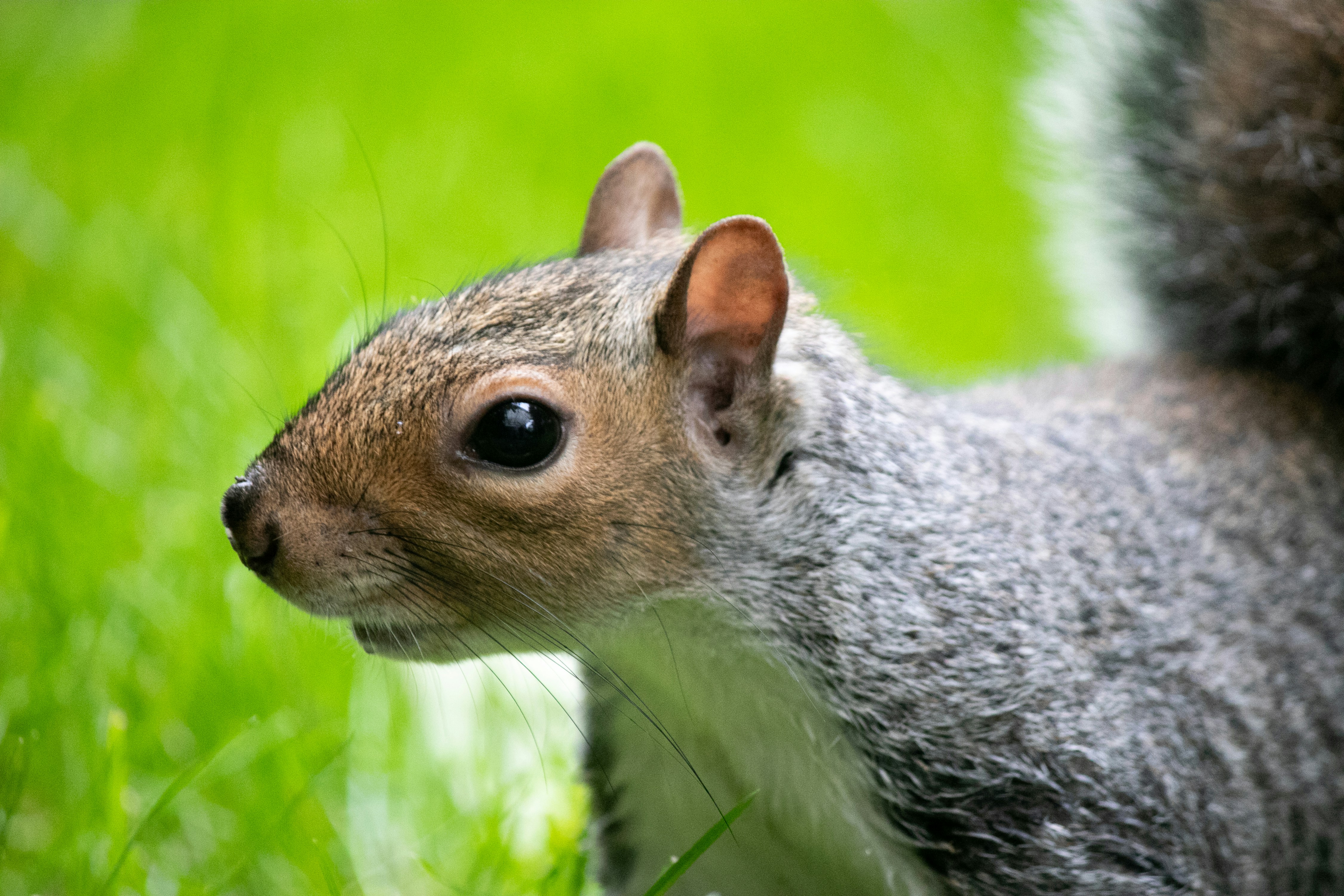 A close up of a squirrel in the grass