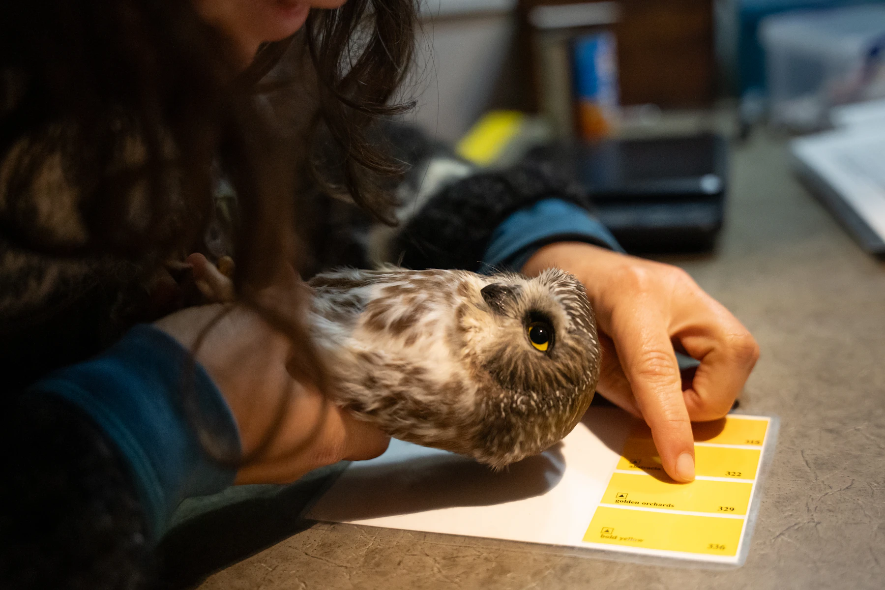 A small owl with yellow eyes held on a table while a hand points at a card of yellow color swatches