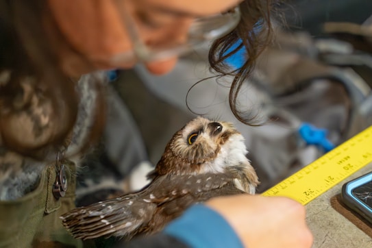 A woman measuring a bird with a measuring tape