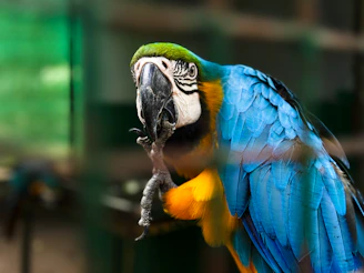A blue and yellow parrot sitting on top of a tree branch