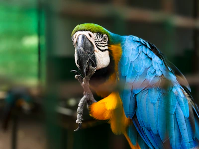A blue and yellow parrot sitting on top of a tree branch