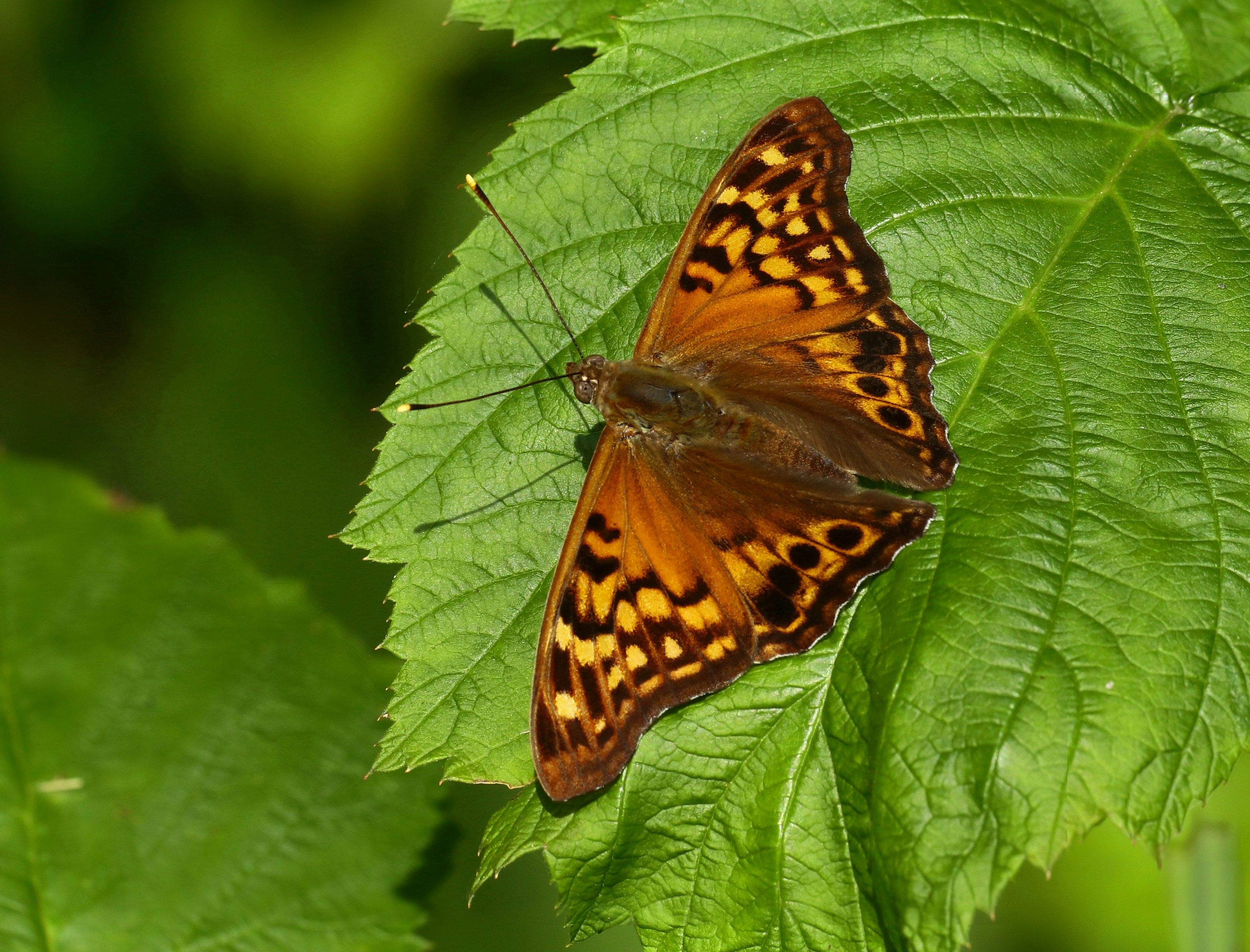 Photo by telliottmbamsc