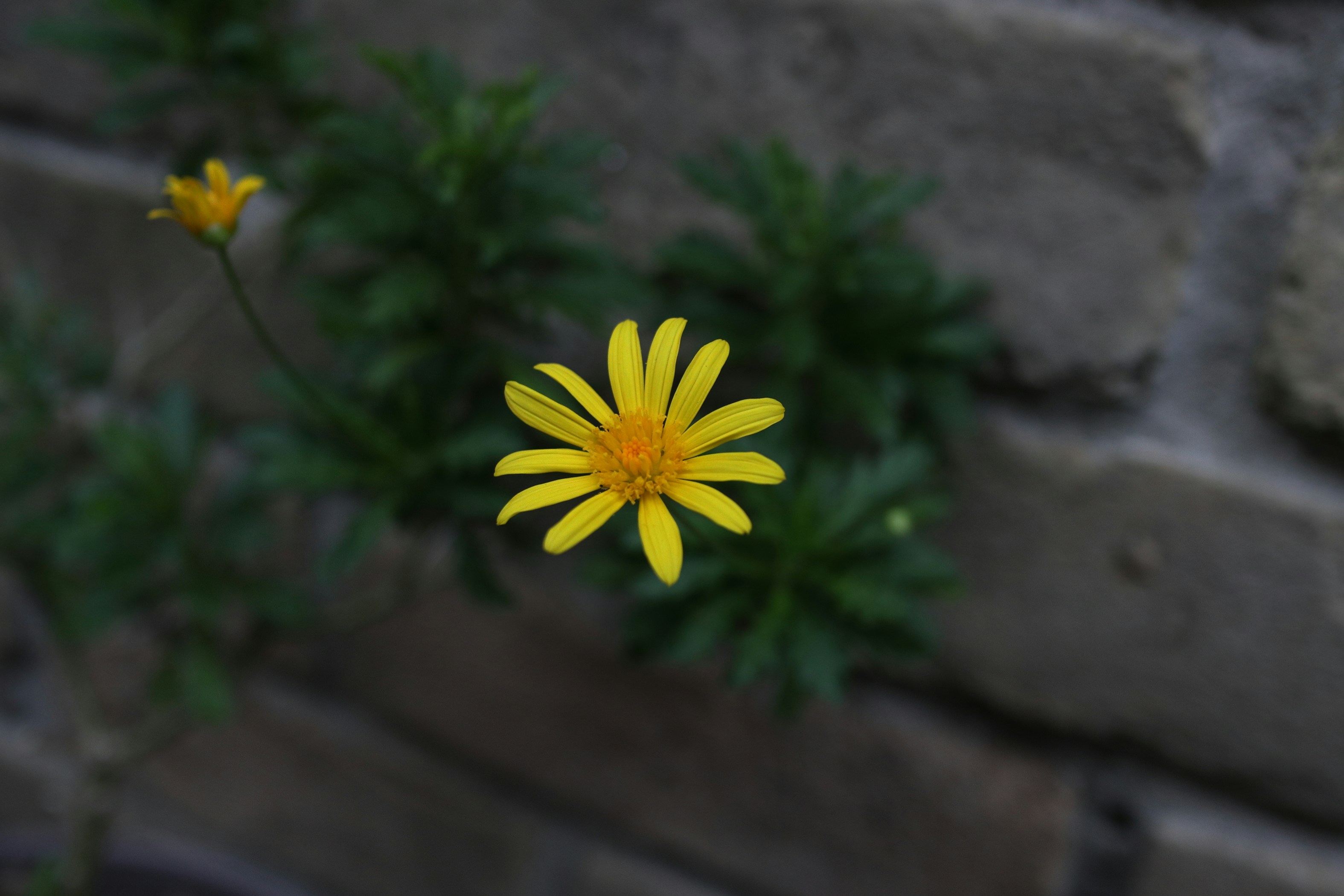 A close up of a yellow flower near a brick wall