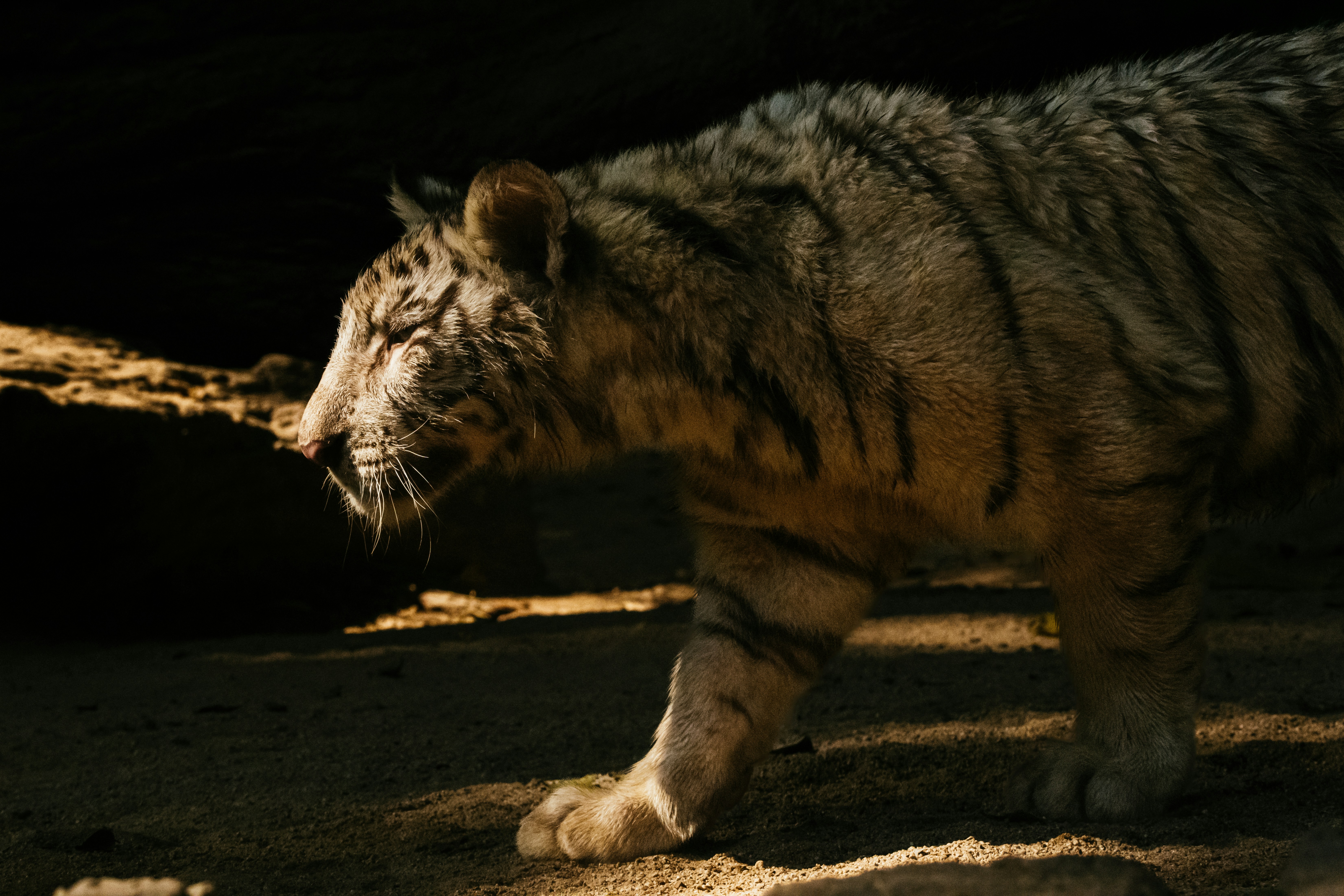 Hunting at Night: The Power of Silence (image credits: unsplash)