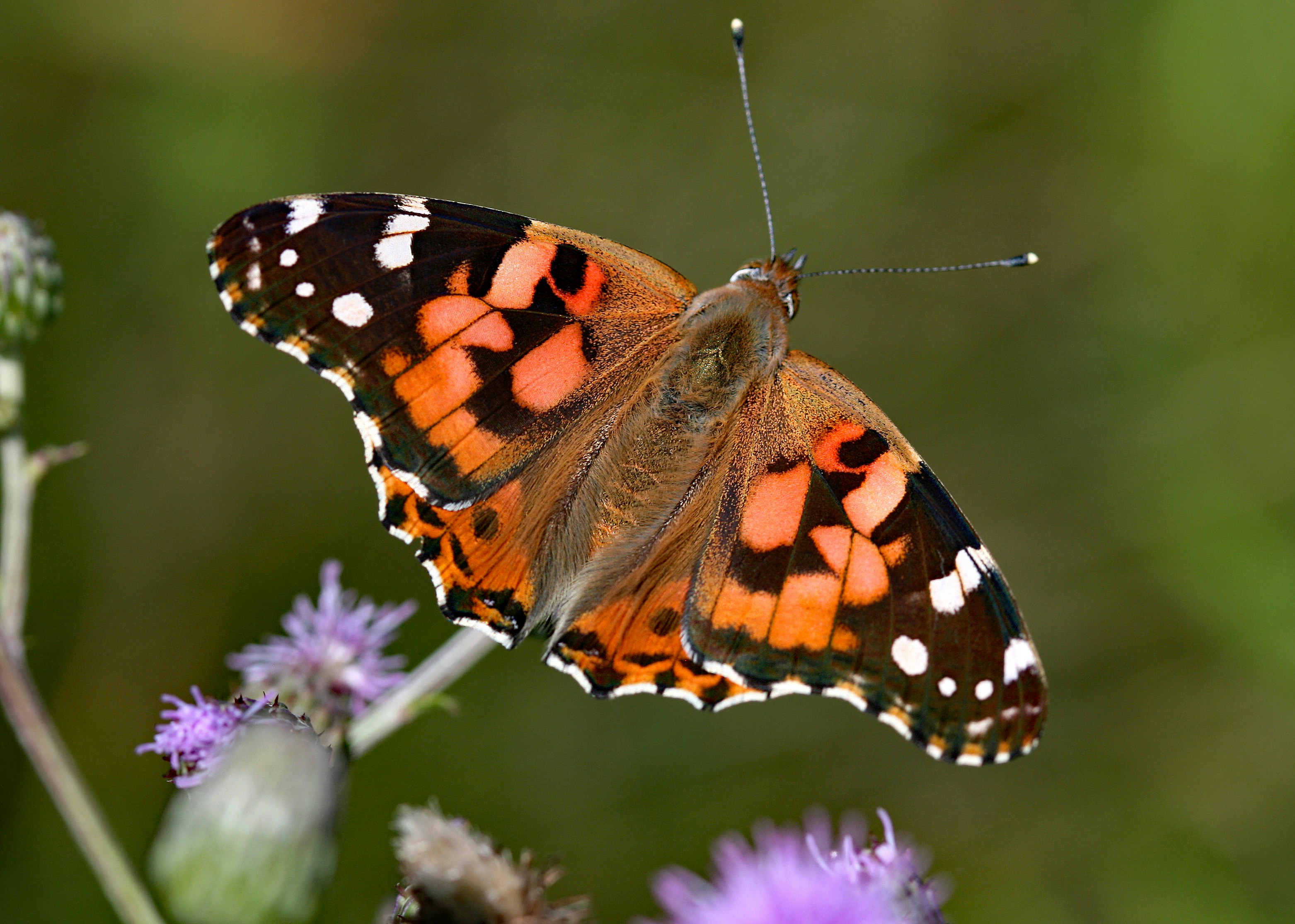 Photo by telliottmbamsc