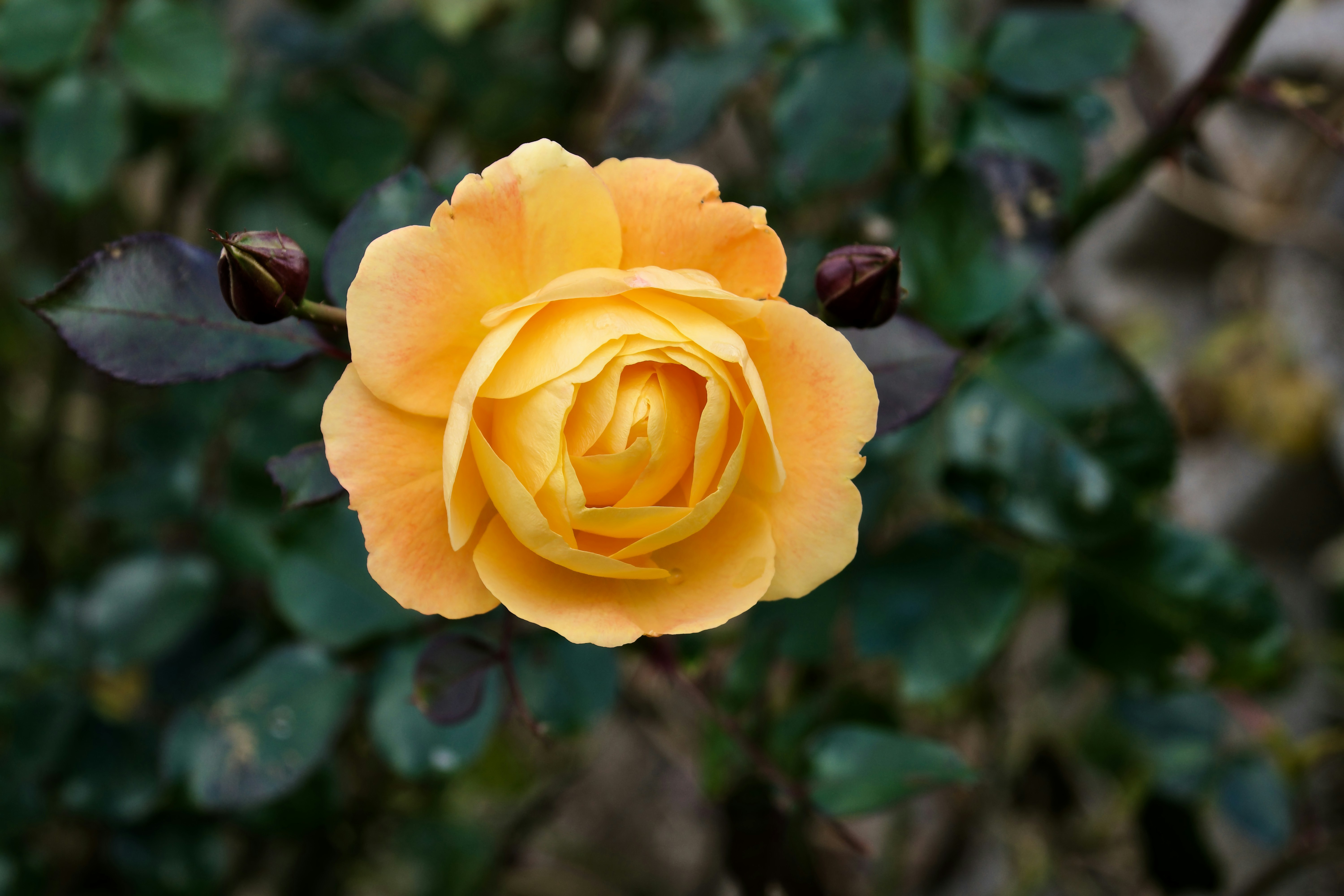 Photo by mariobeducci