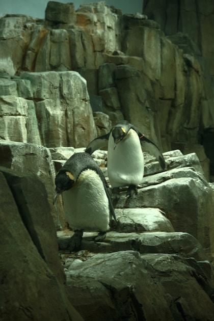 Emperor Penguins Reclassified as Endangered: What the April 9 Decision Means for Climate Policy and Conservation in 2026