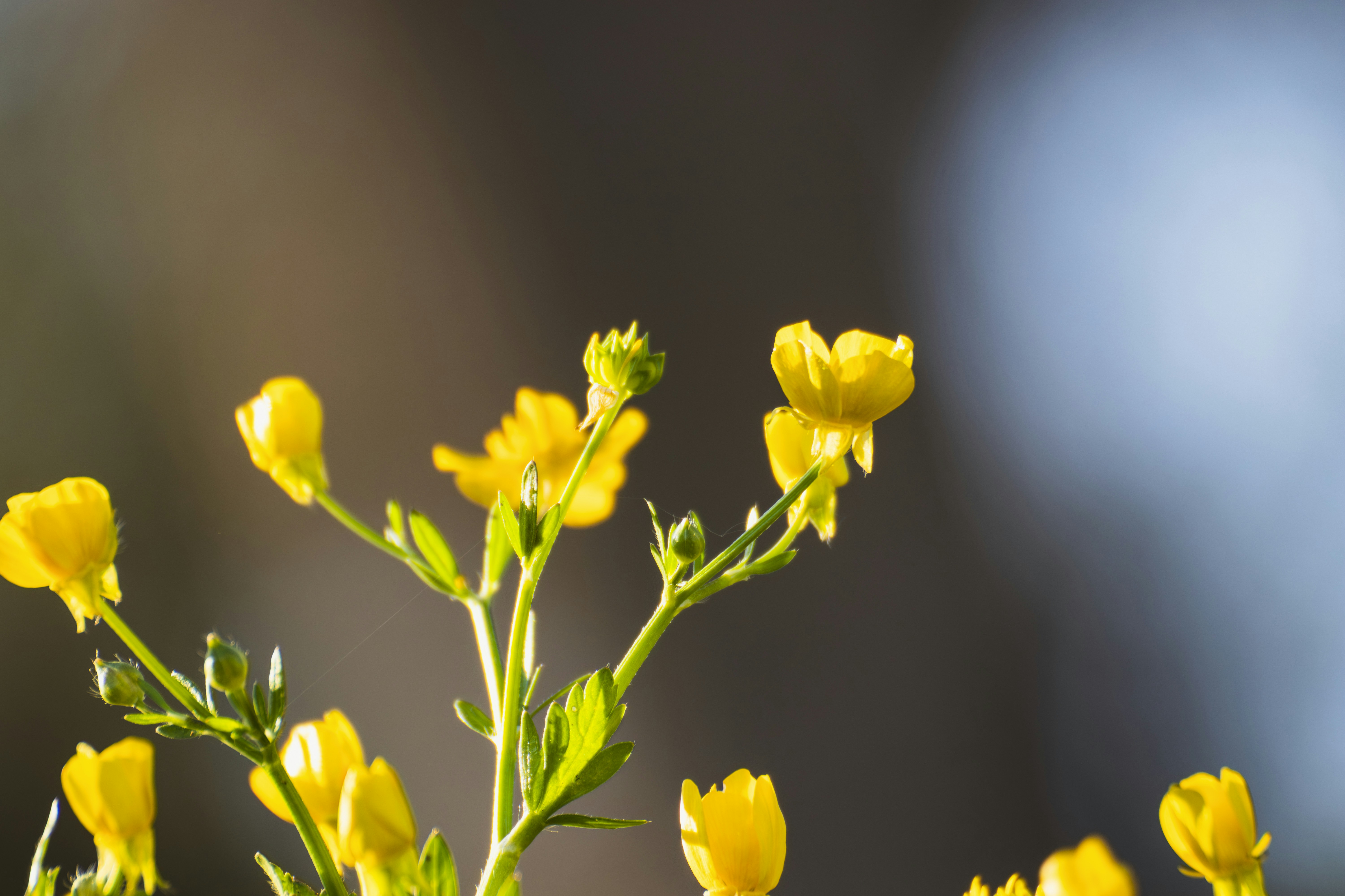 Photo by burakbasgoze