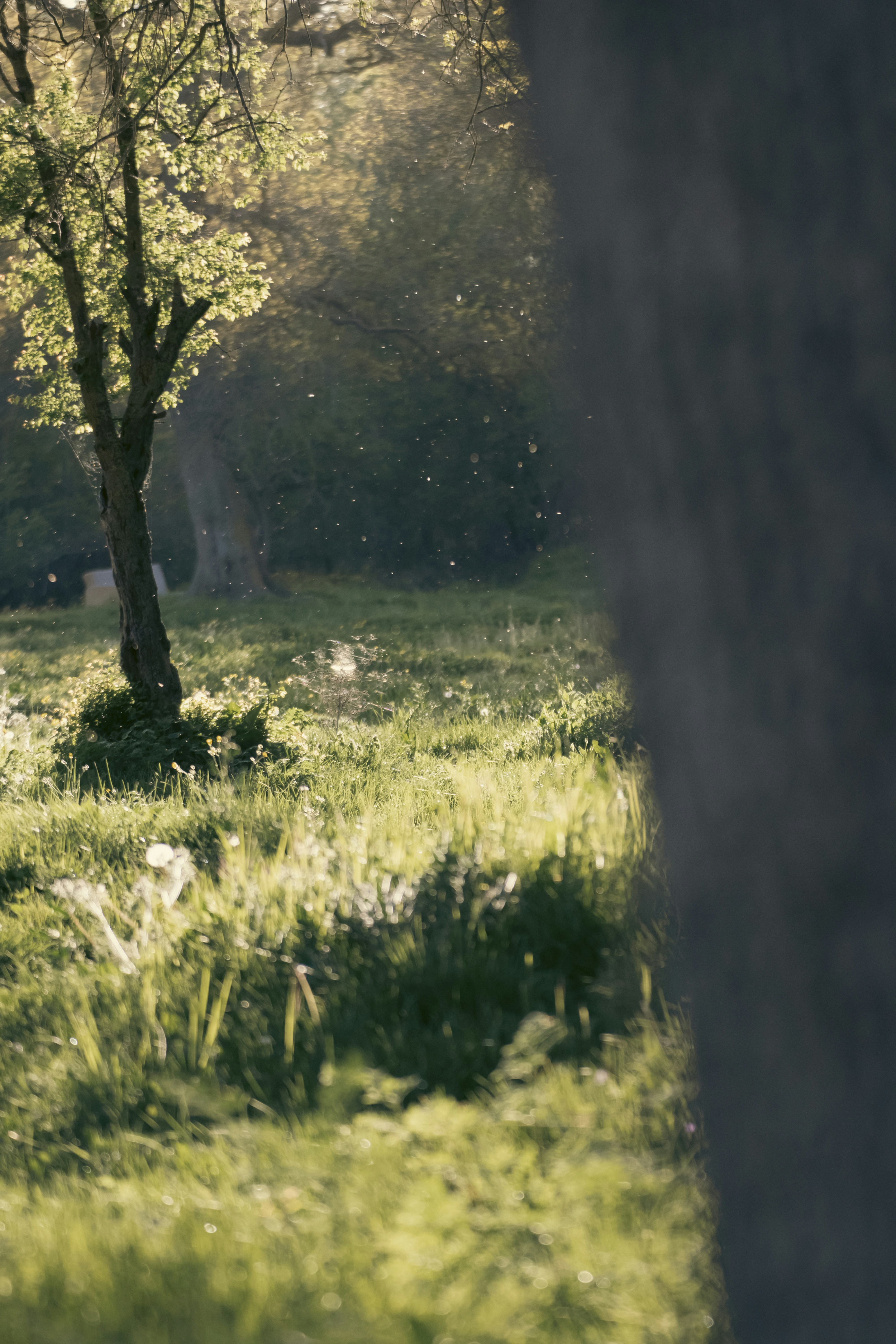 A lone tree in a grassy field with sunlight coming through the trees
