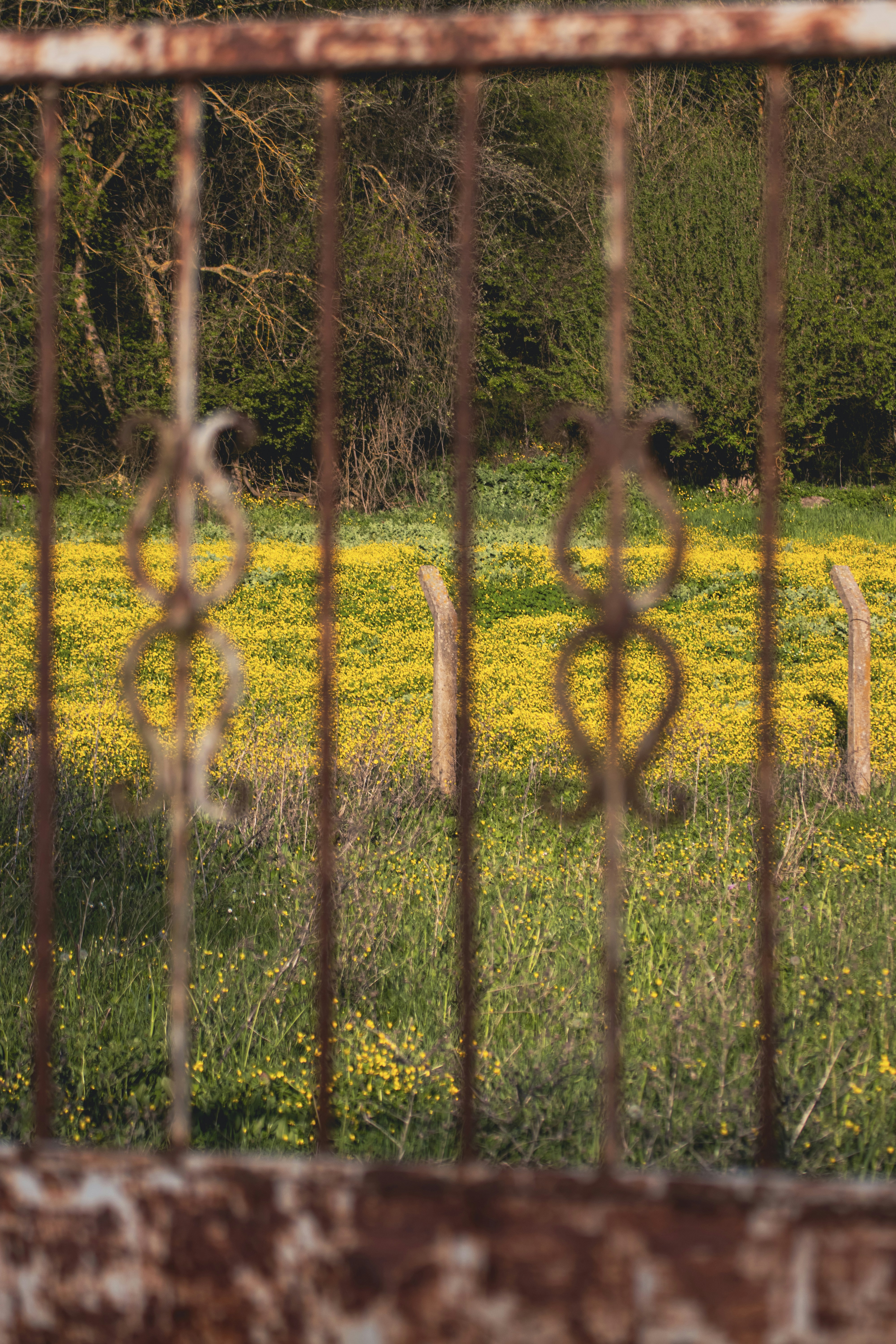 A field of yellow flowers behind a fence