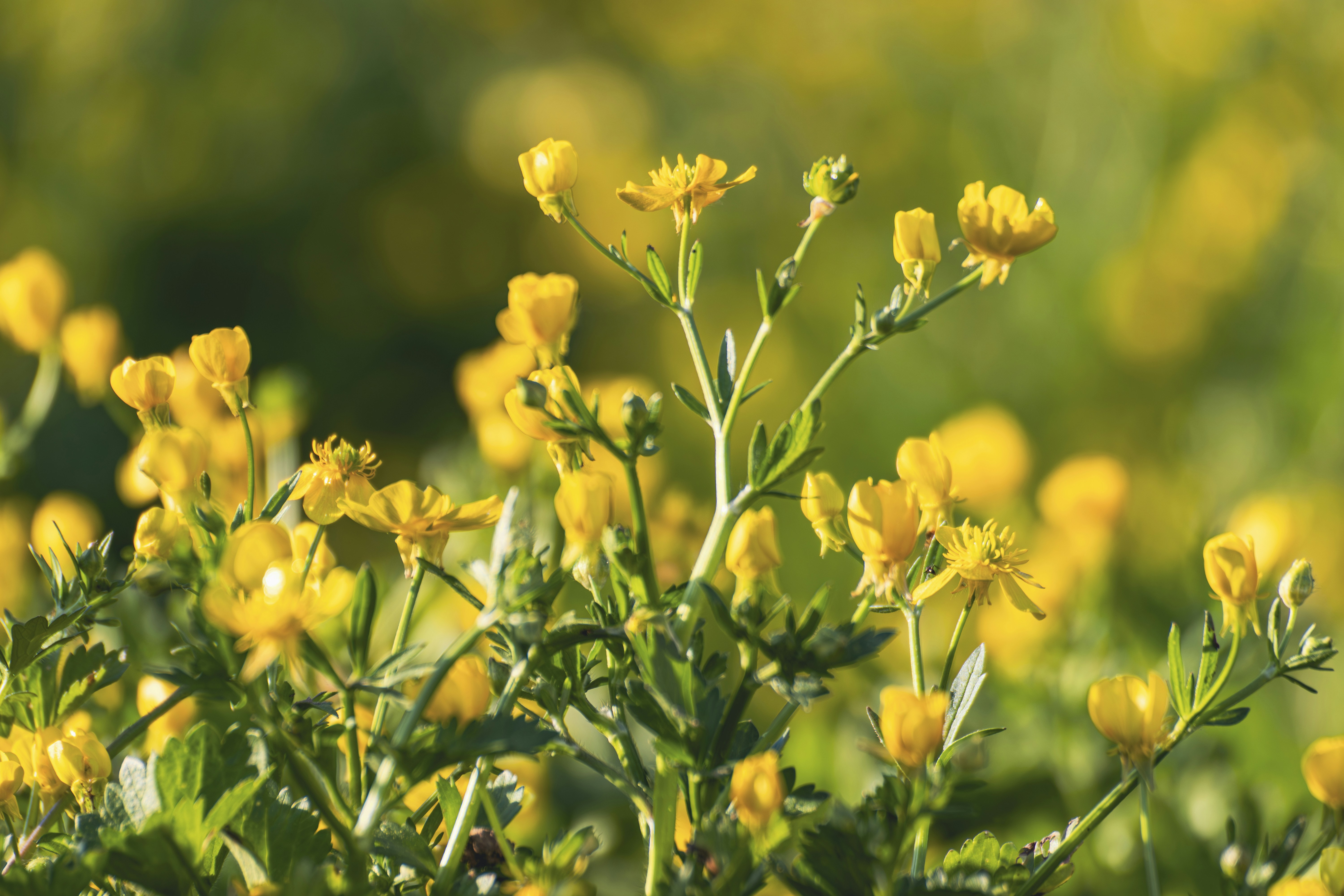 Photo by burakbasgoze